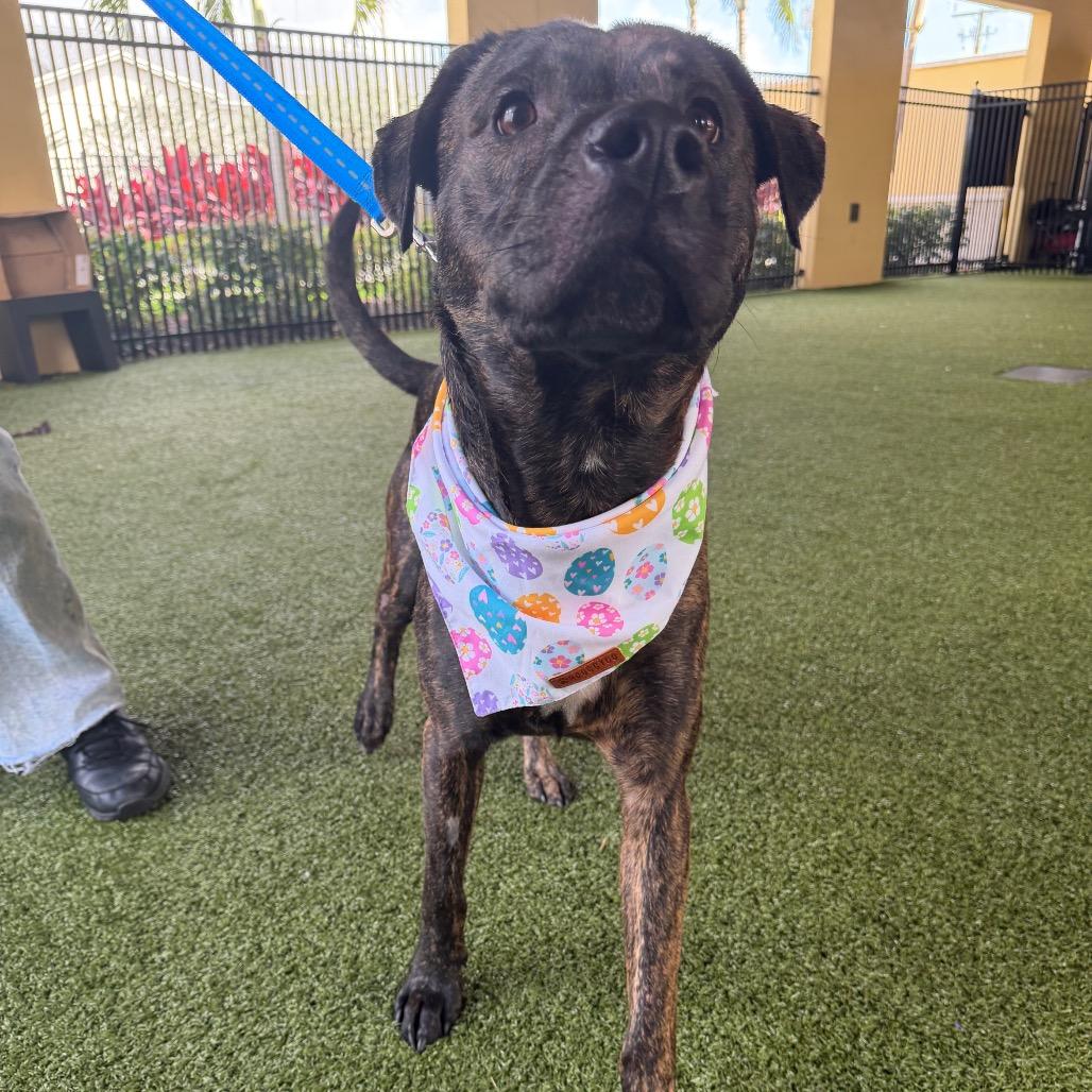 Enlarge Apollo, a Adoptable mixed breed in West Palm Beach, FL image 2/6