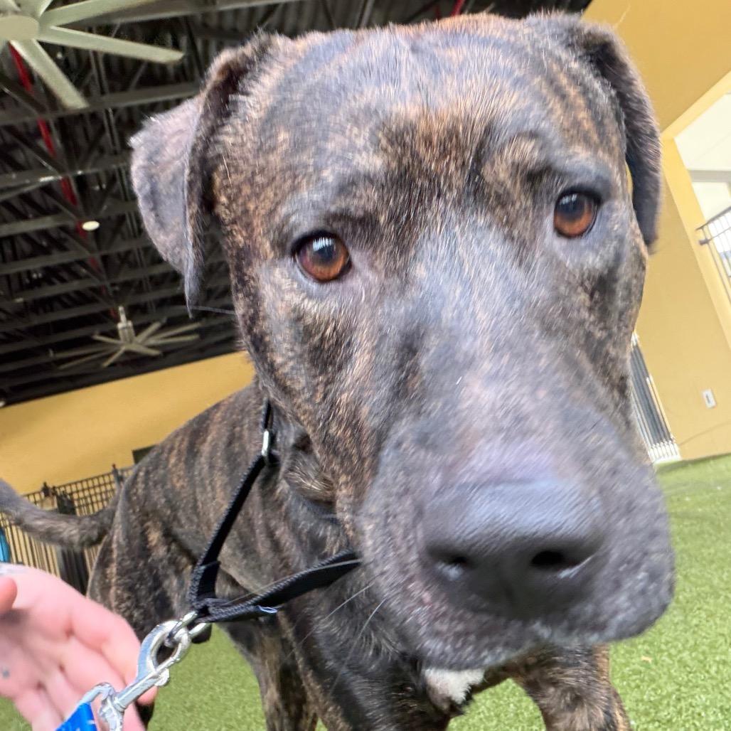 Enlarge Apollo, a Adoptable mixed breed in West Palm Beach, FL image 3/6