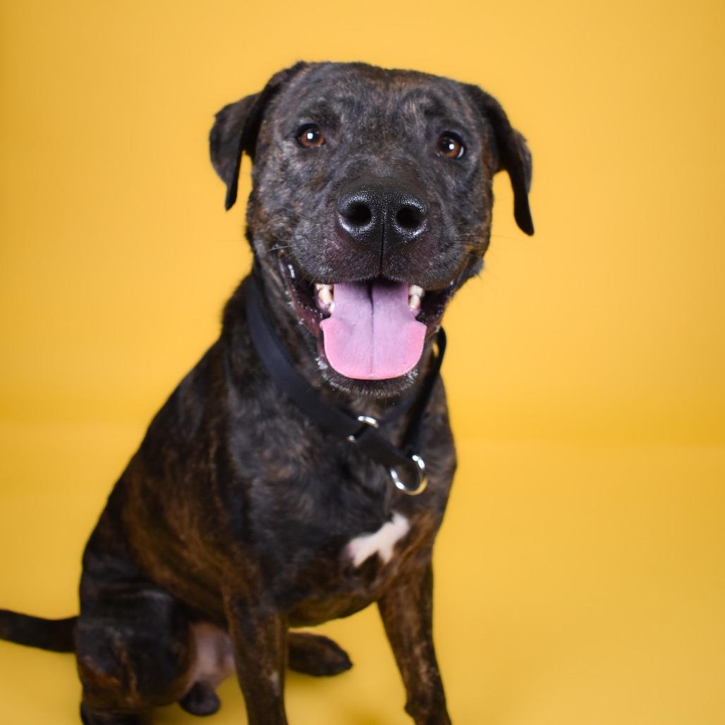 Enlarge Apollo, a Adoptable mixed breed in West Palm Beach, FL image 4/6