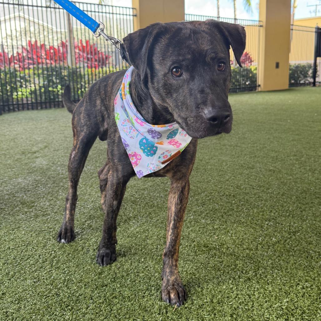 Enlarge Apollo, a Adoptable mixed breed in West Palm Beach, FL image 6/6