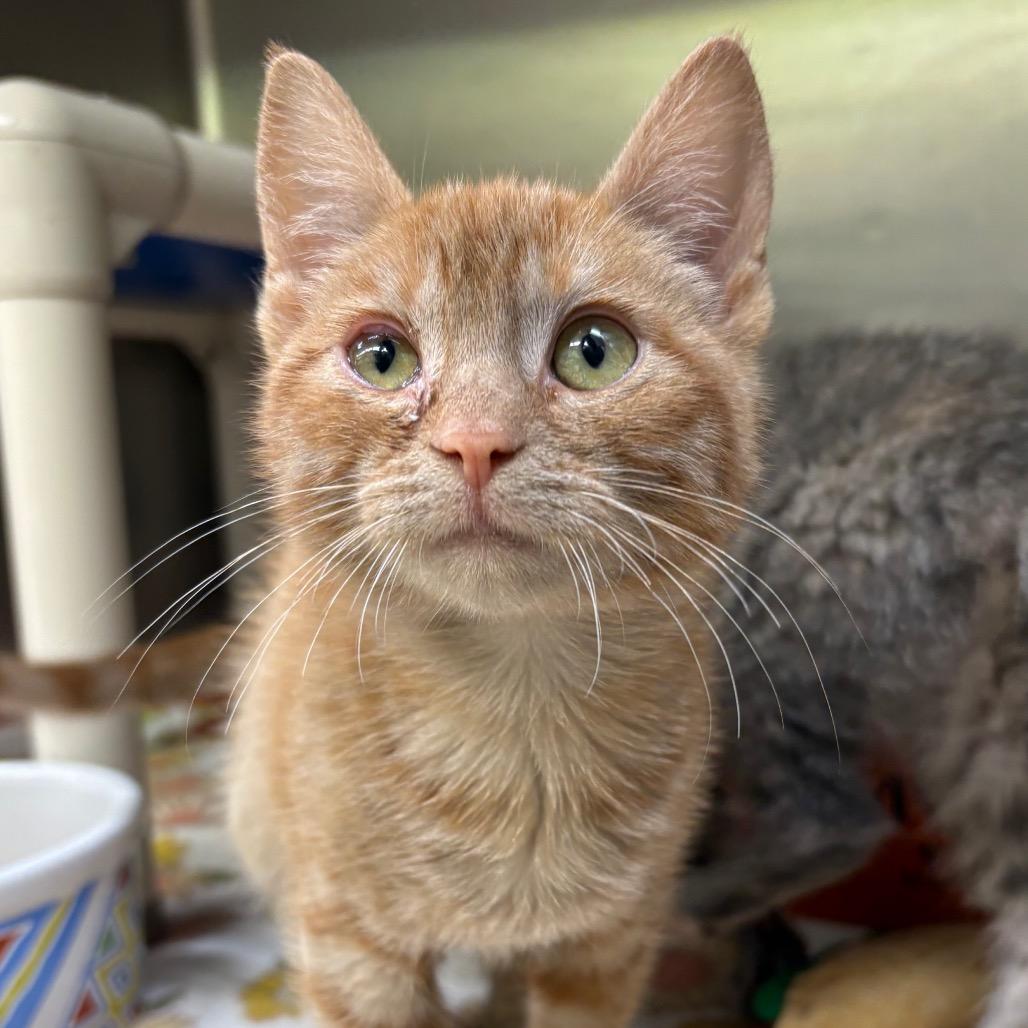 O'Hara — thumbnail 2