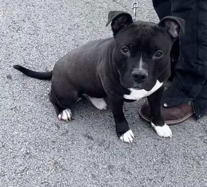 Melvin, Adoptable, Adult Male Pit Bull Terrier & Mixed Breed.