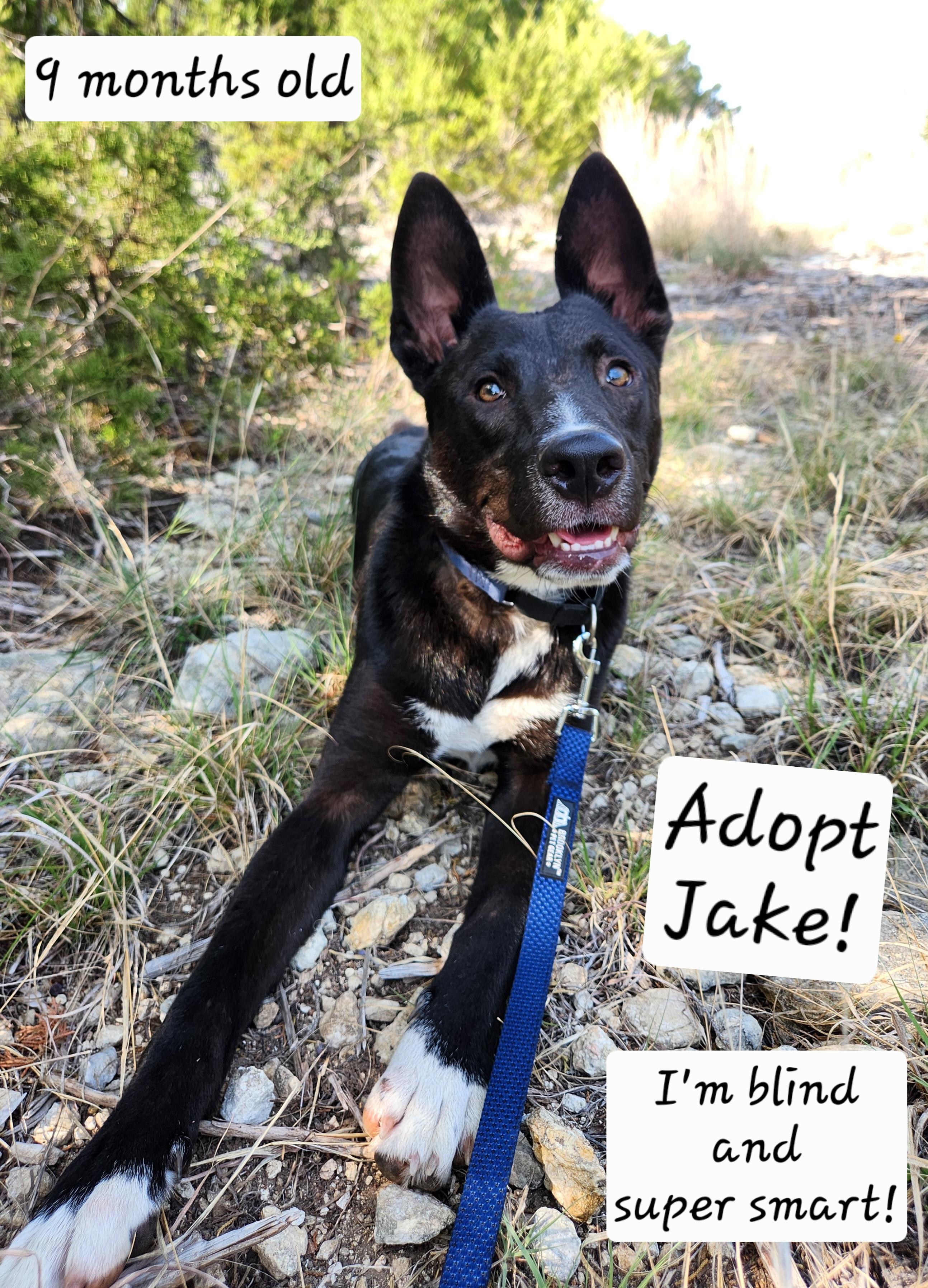 Enlarge Jake, a ADOPTABLE mixed breed in Killeen, TX image 3/3