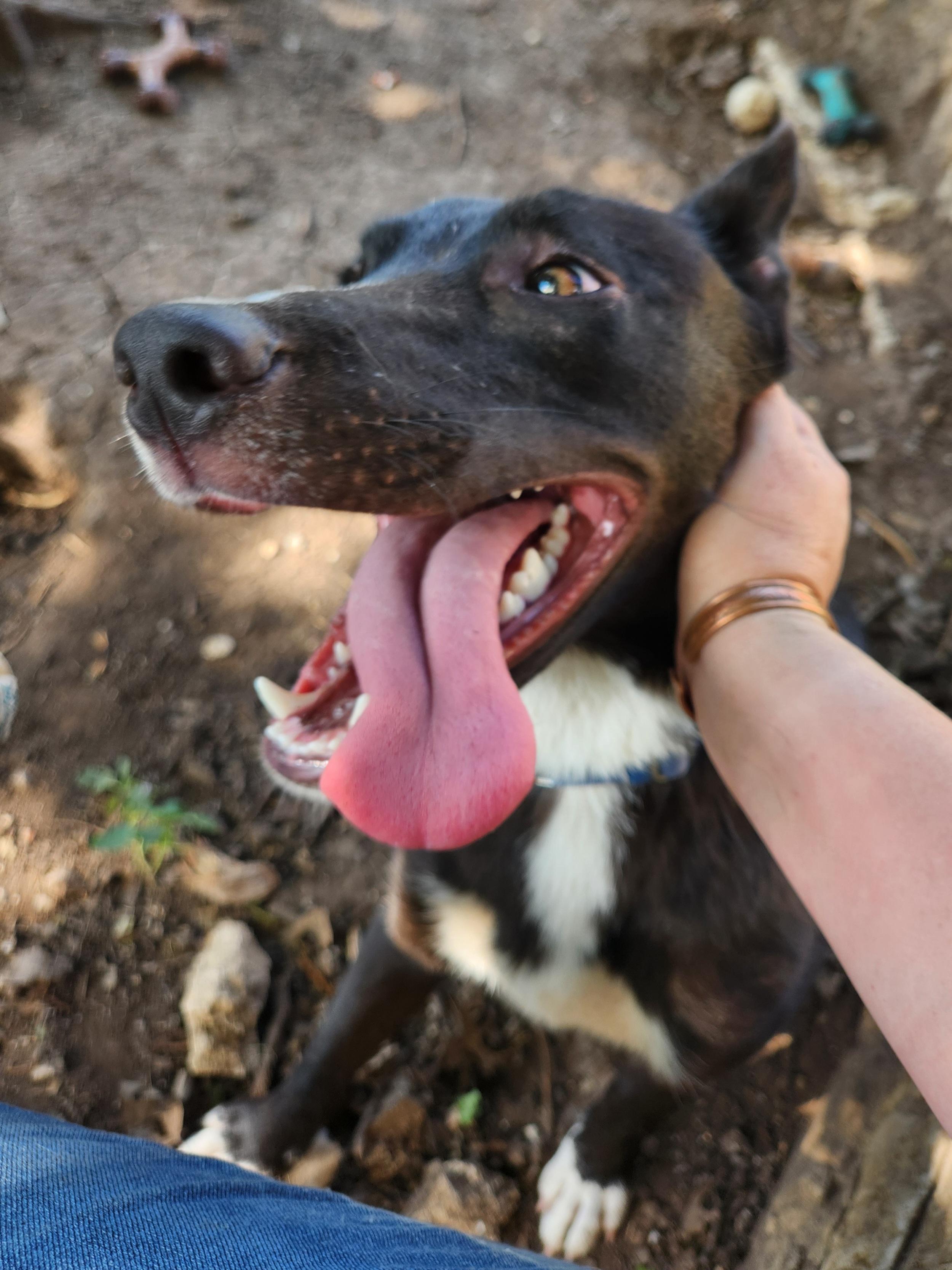 Enlarge Jake, a ADOPTABLE mixed breed in Killeen, TX image 2/3