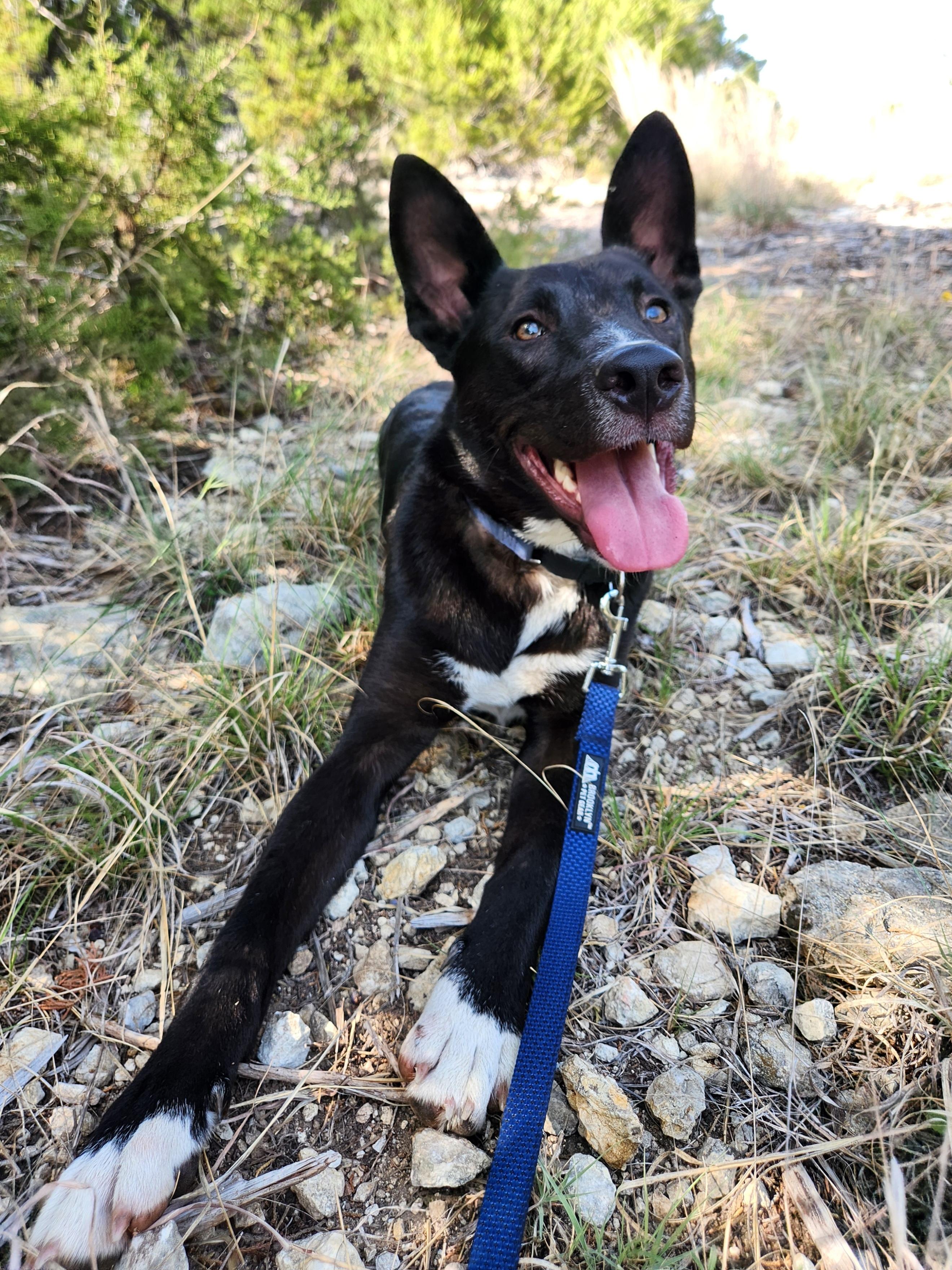 Jake, ADOPTABLE, Young Male German Shepherd Dog.