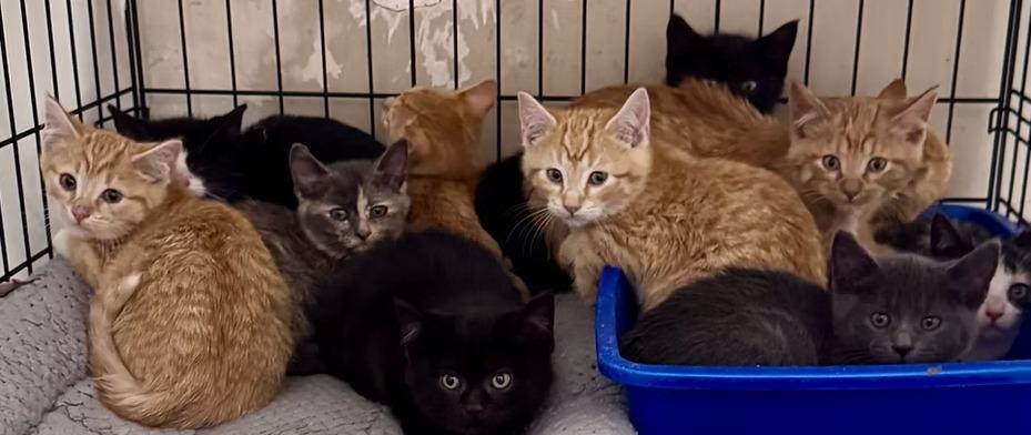 Parker, Adoptable, Kitten Male Domestic Short Hair.