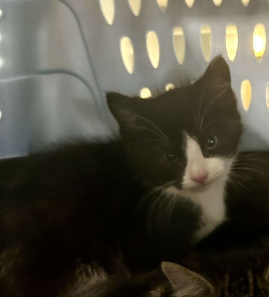 Indigo (merrymead litter), Adoptable, Kitten Male Domestic Short Hair.