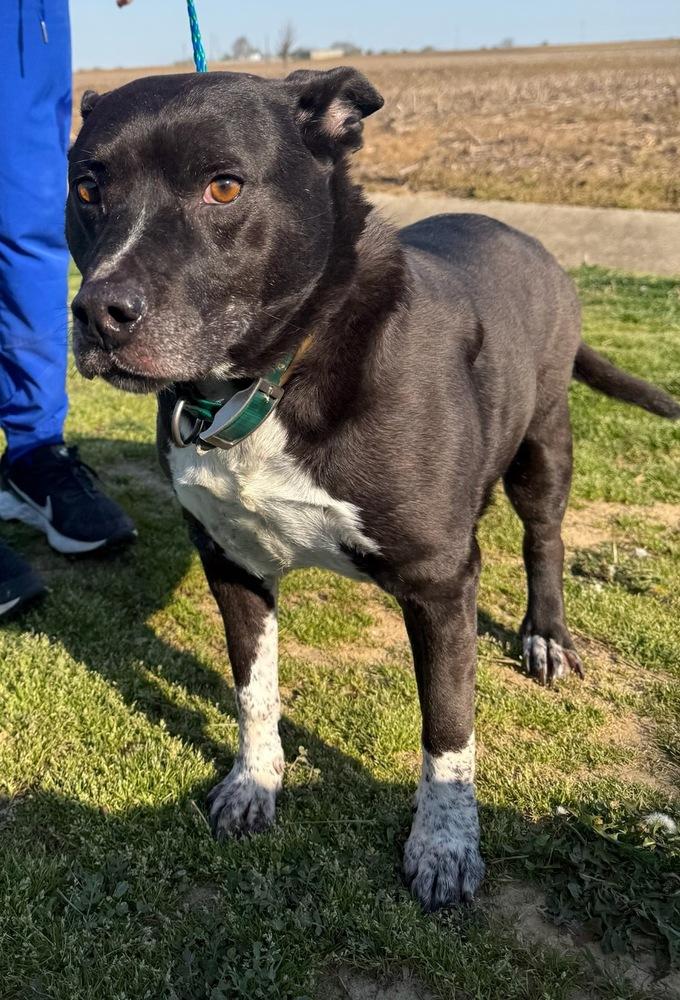 Enlarge Abby, a Adopted mixed breed in Evansville, IN image 1/1