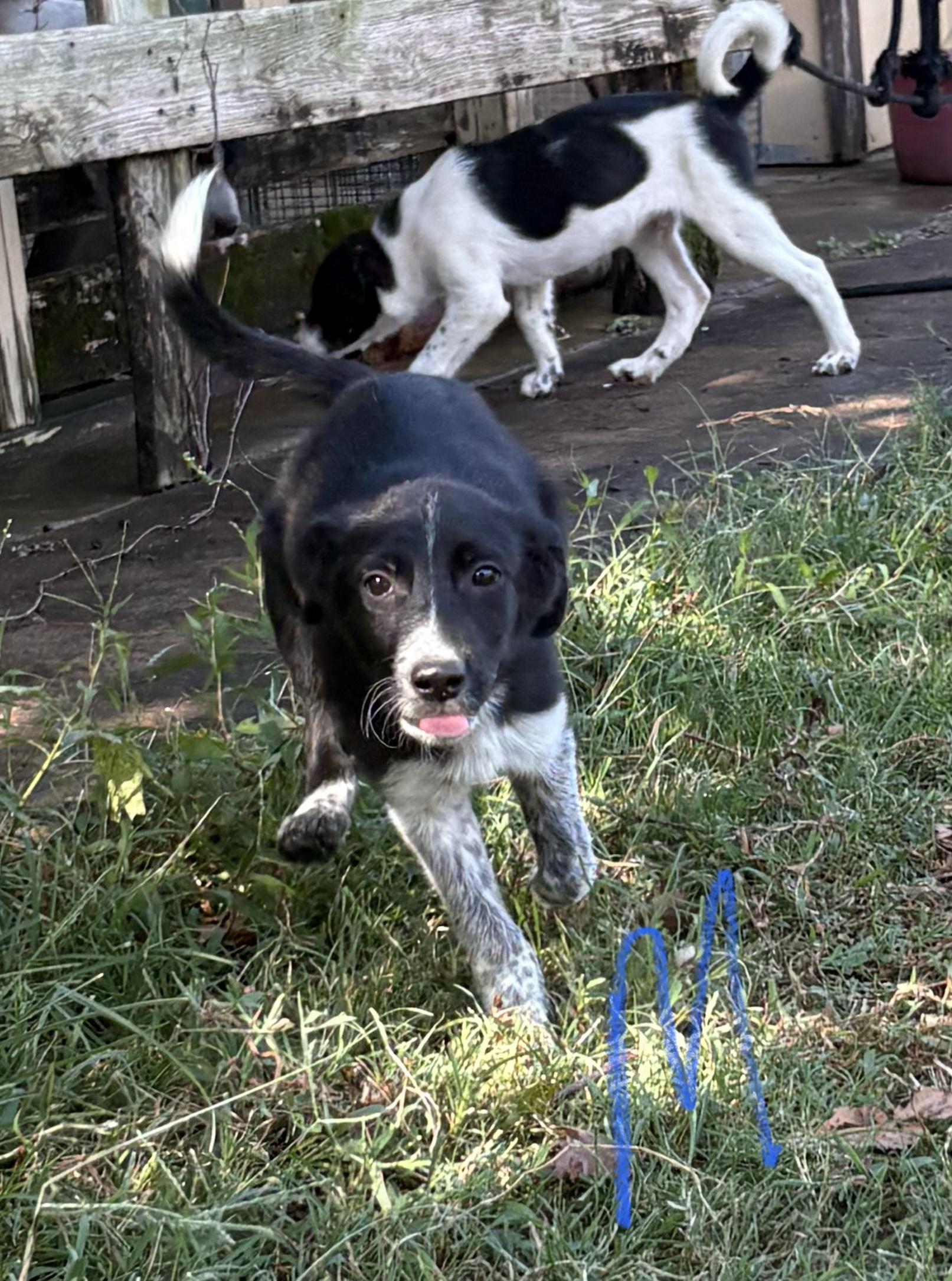 Enlarge Atticus, a Adopted mixed breed in Detroit, TX image 1/1