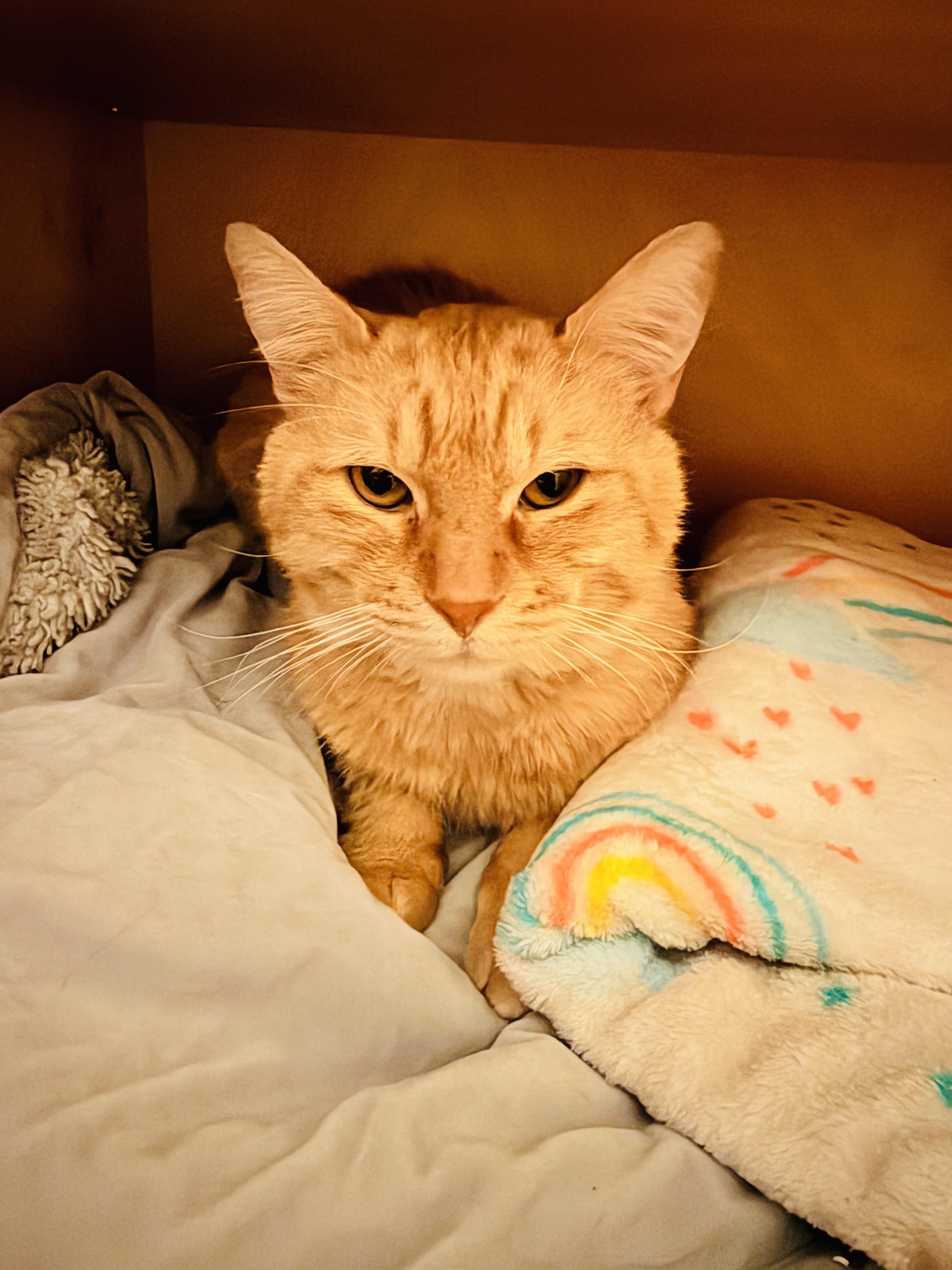 Chester, ADOPTABLE, Adult Male Domestic Short Hair.