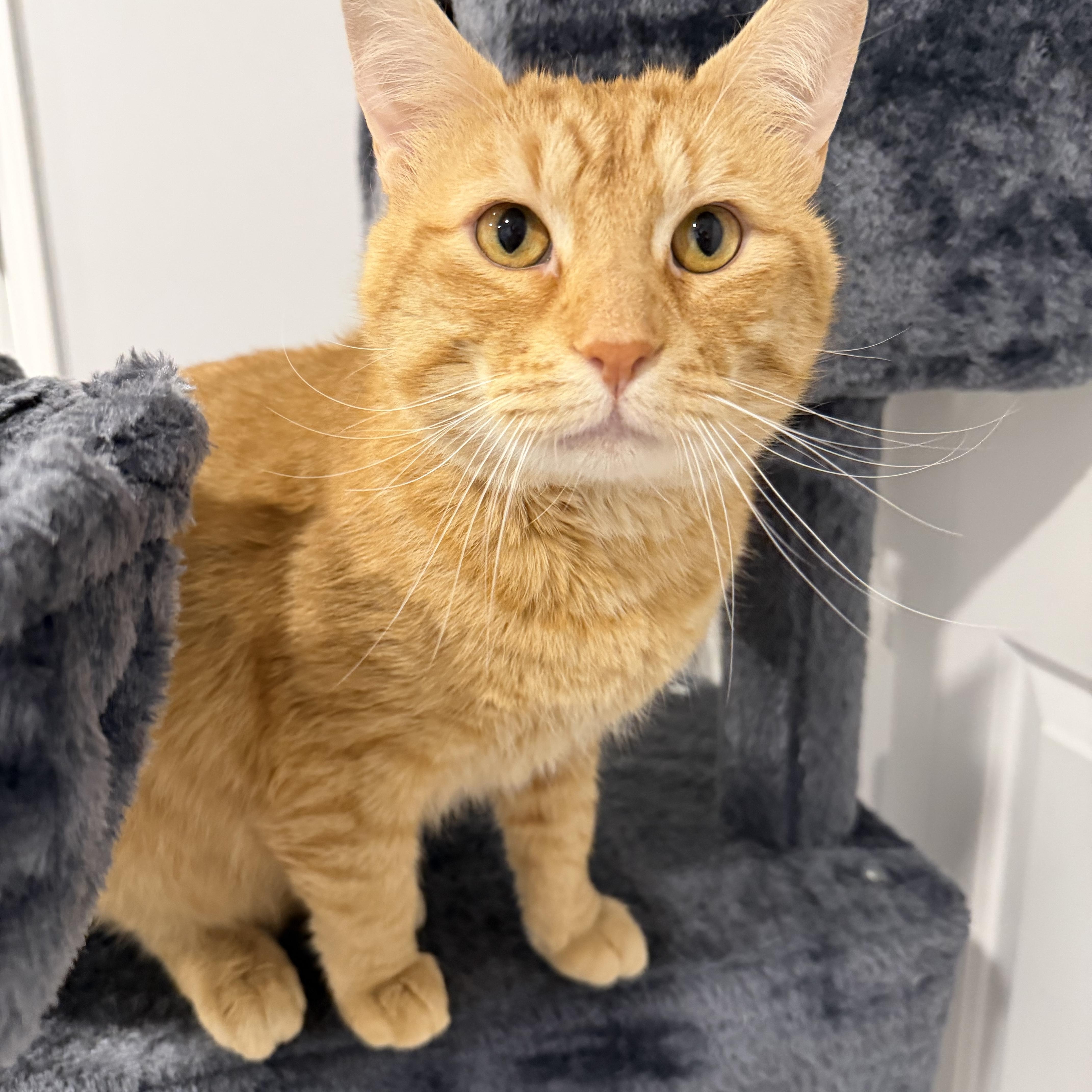 Chester, adoptable, Adult Male Domestic Short Hair.