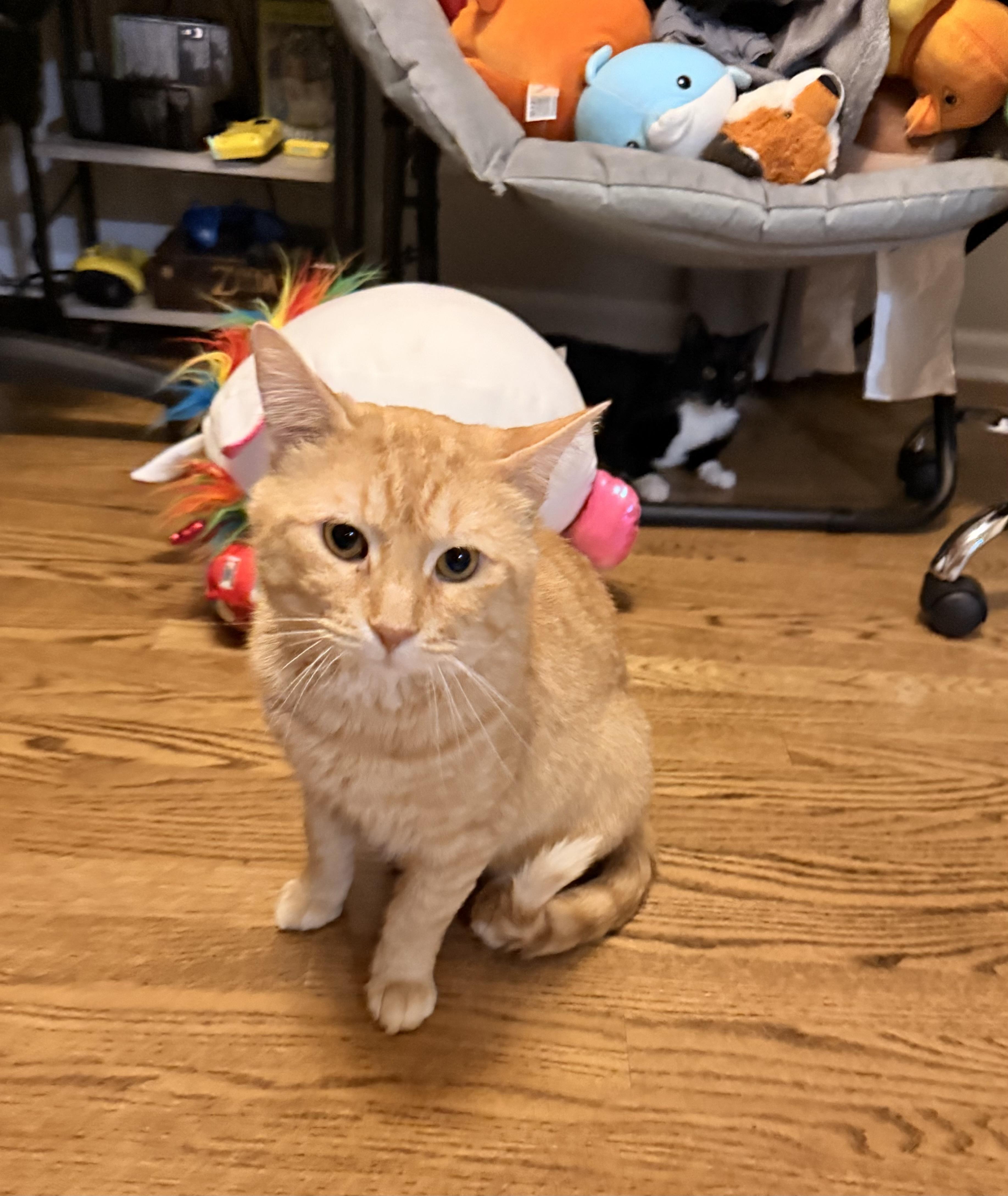 Enlarge Chester, a ADOPTABLE Domestic Short Hair in Chicago, IL image 2/6