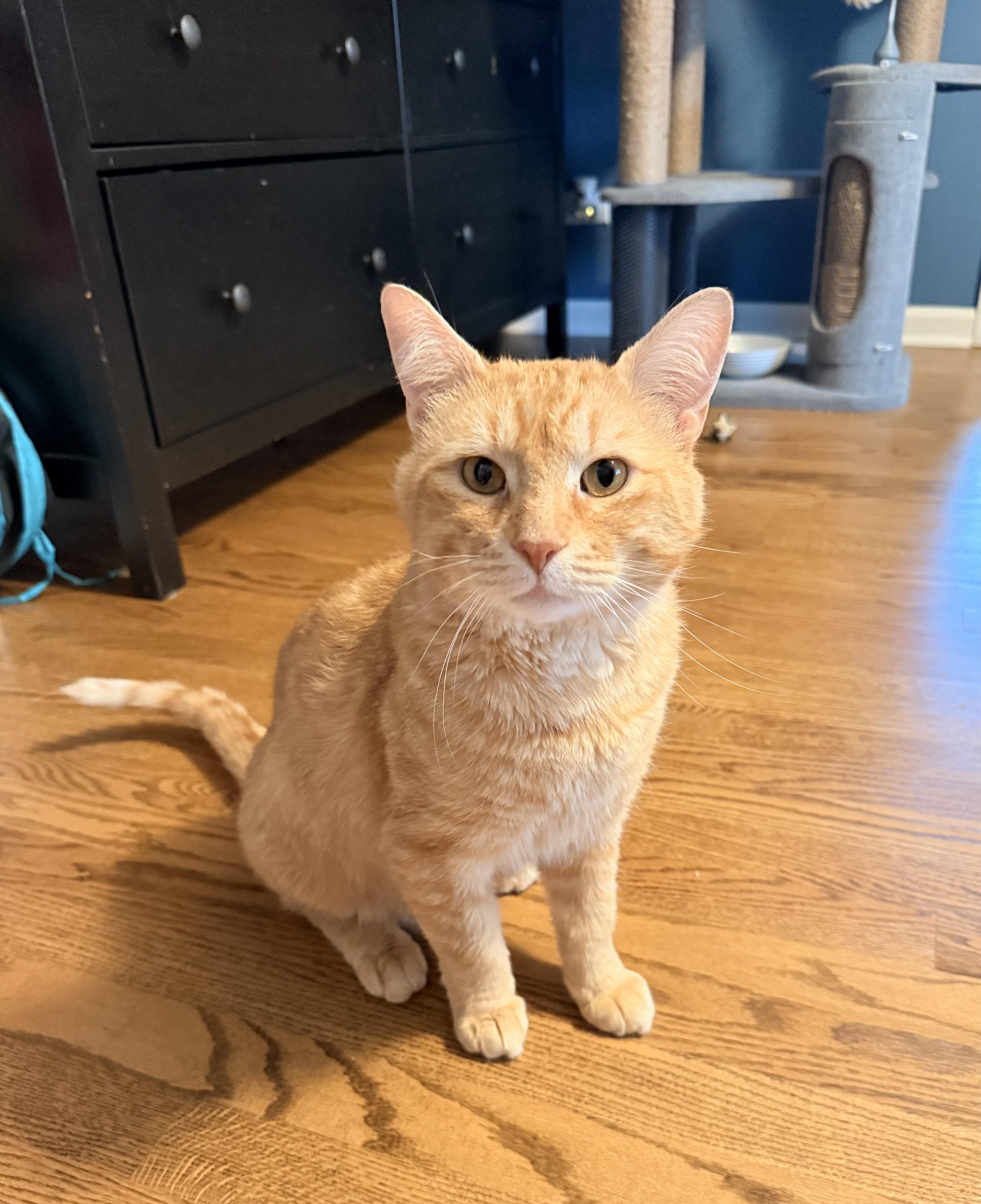 Chester, ADOPTABLE, Adult Male Domestic Short Hair.