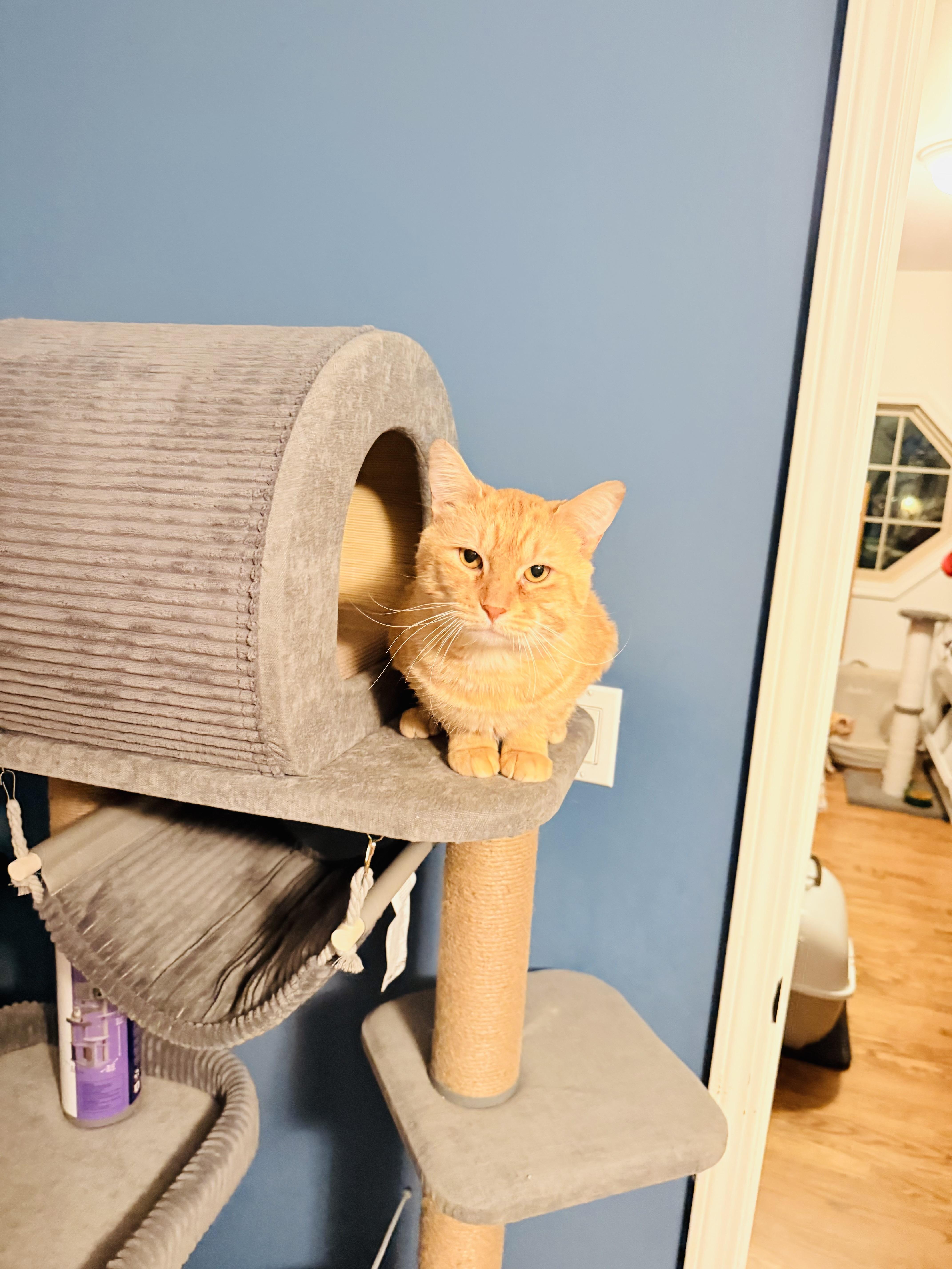 Enlarge Chester, a ADOPTABLE Domestic Short Hair in Chicago, IL image 3/4