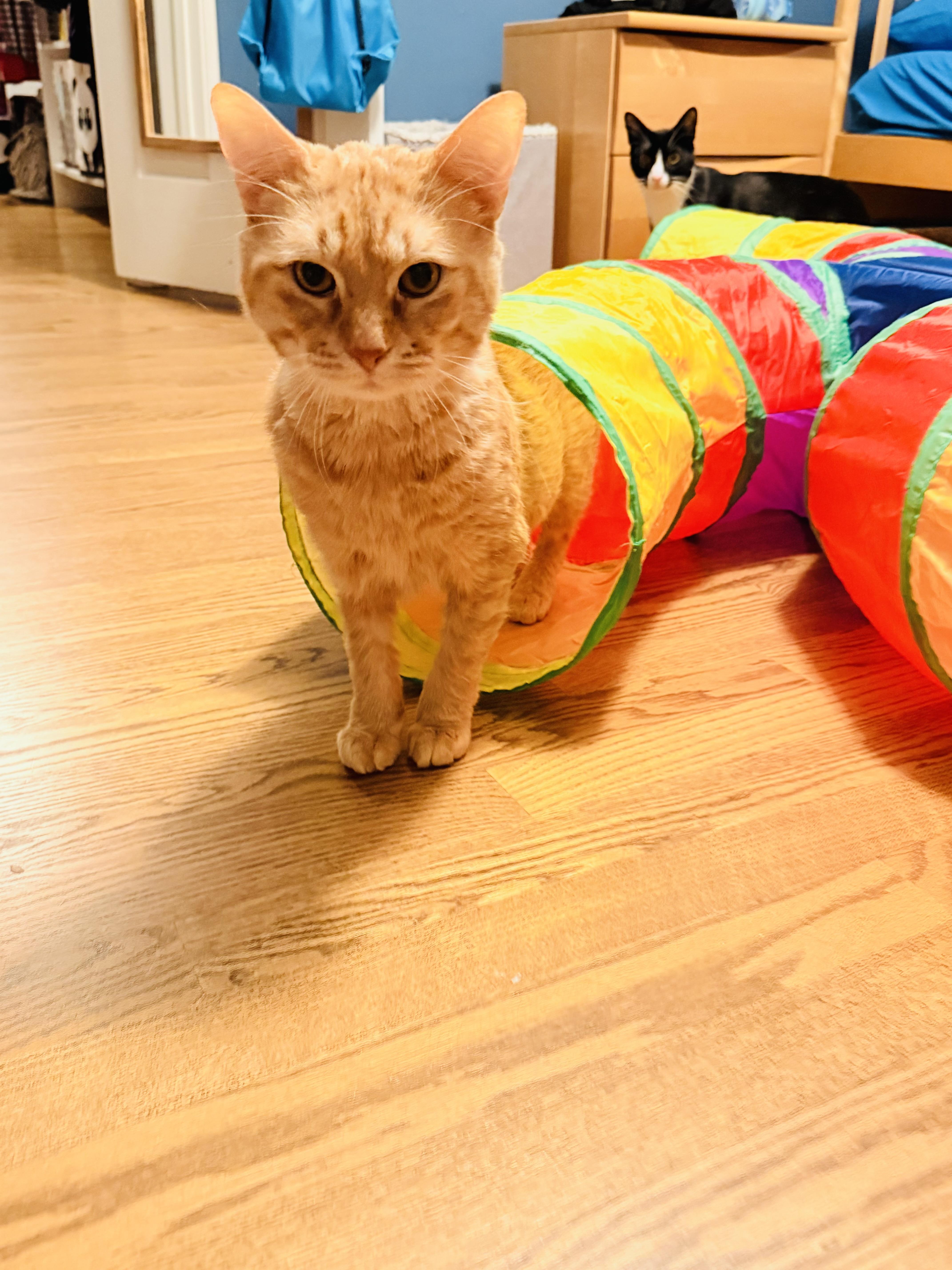 Enlarge Chester, a ADOPTABLE Domestic Short Hair in Chicago, IL image 2/4