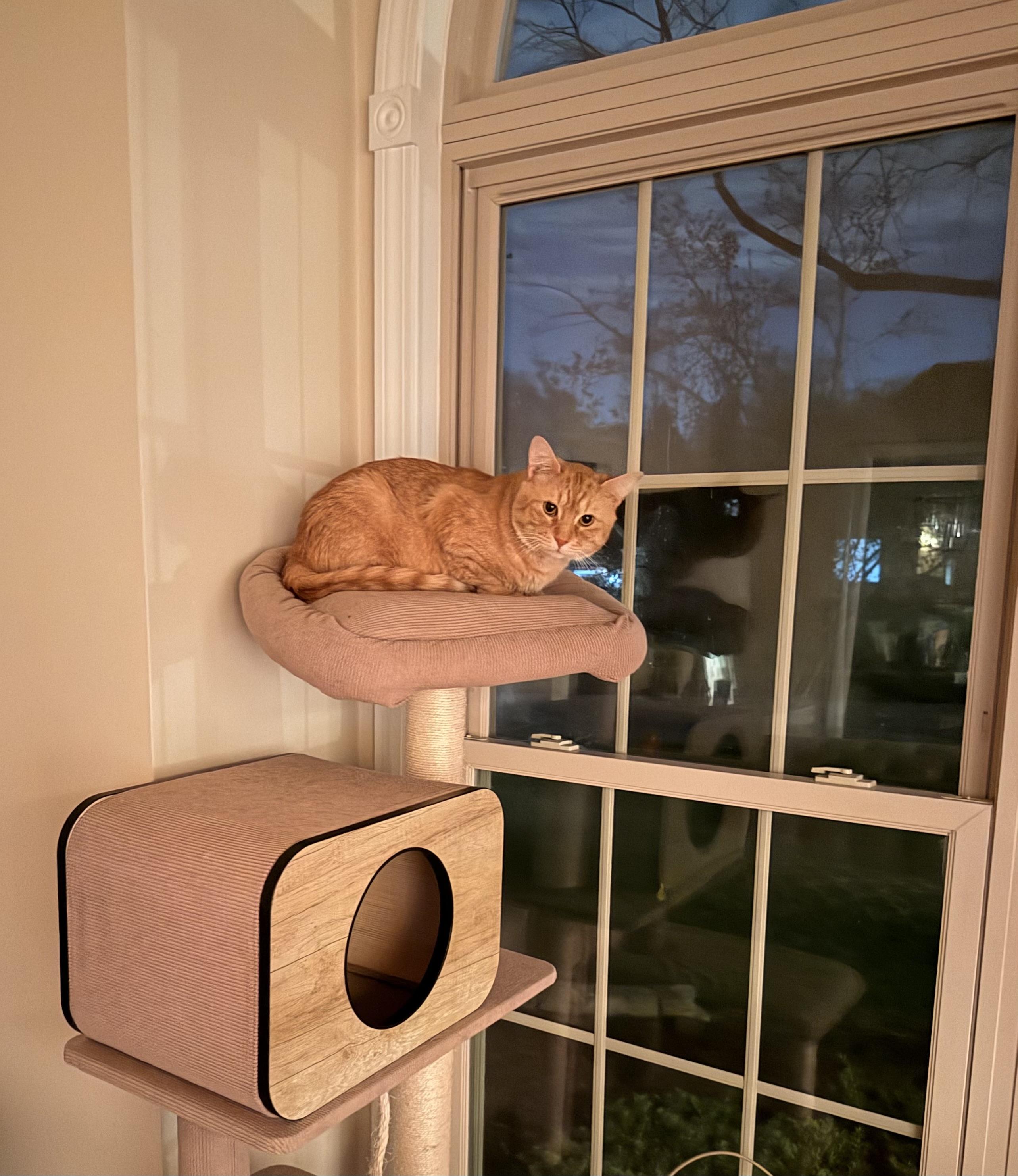 Enlarge Chester, a ADOPTABLE Domestic Short Hair in Chicago, IL image 4/6