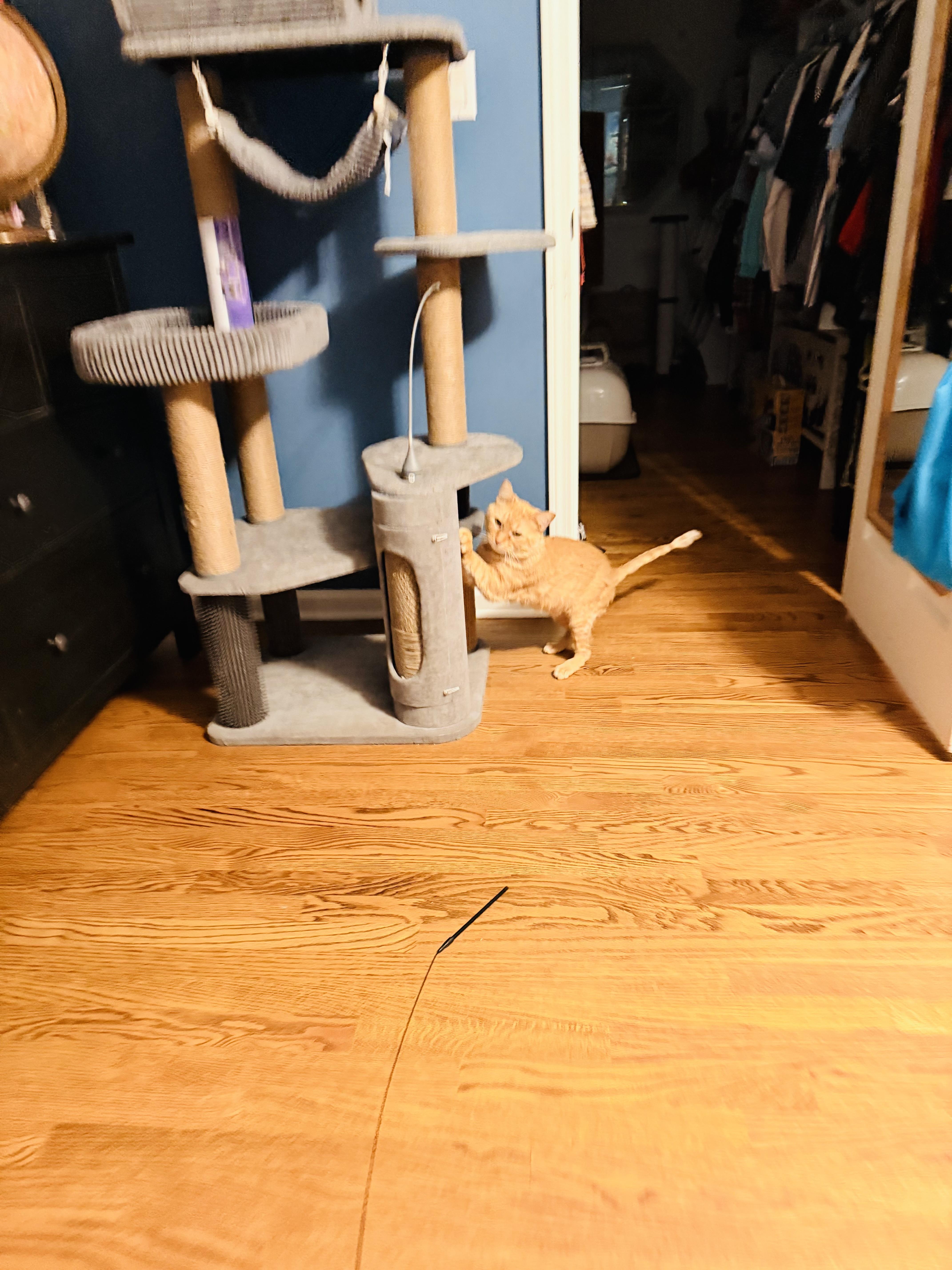 Enlarge Chester, a ADOPTABLE Domestic Short Hair in Chicago, IL image 4/4