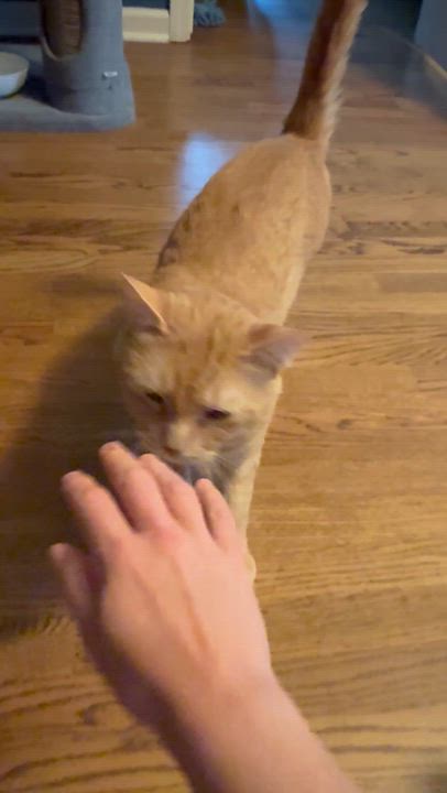 Enlarge Chester, a ADOPTABLE Domestic Short Hair in Chicago, IL video 3/6