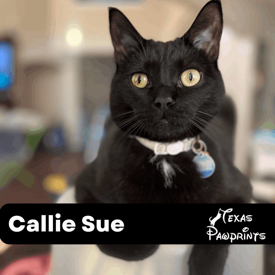 Callie Sue, Adoptable, Adult Female Domestic Short Hair.