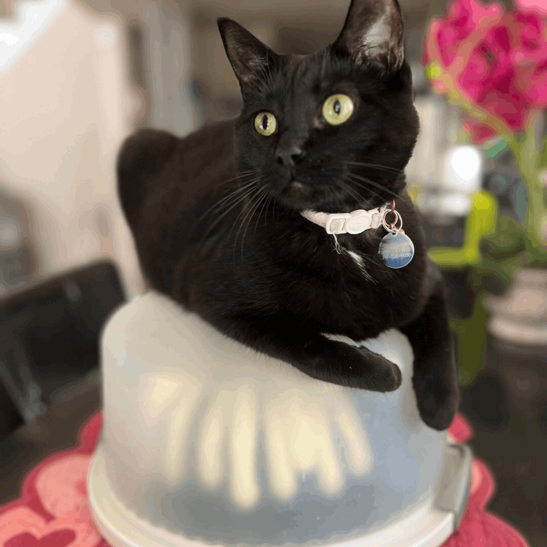 Callie Sue, a Adoptable Domestic Short Hair in Dallas, TX image 2/4