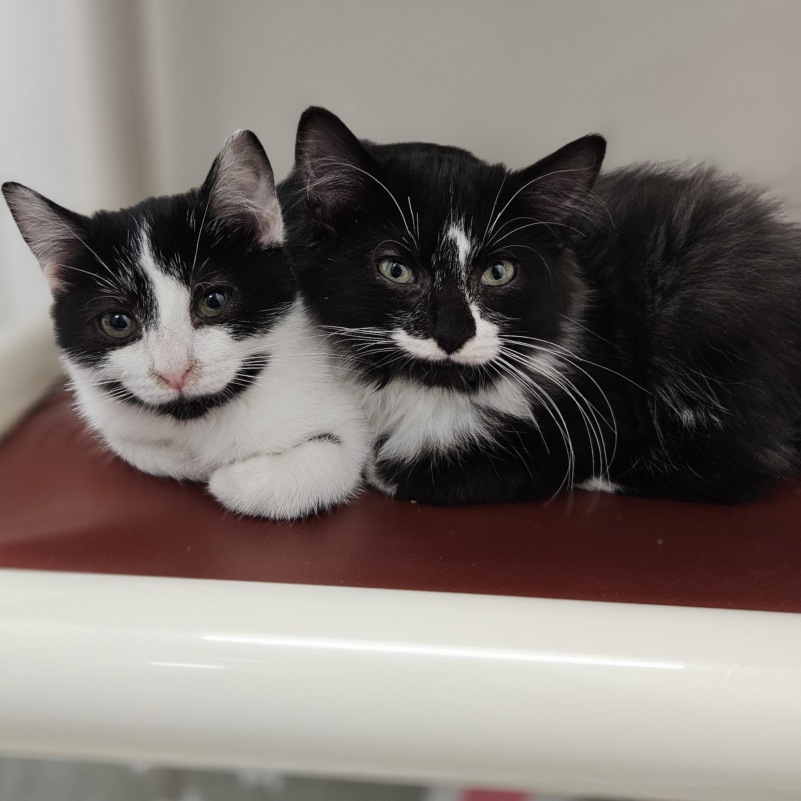 Snowberry & Spruce, ADOPTABLE, Kitten Male Domestic Short Hair.