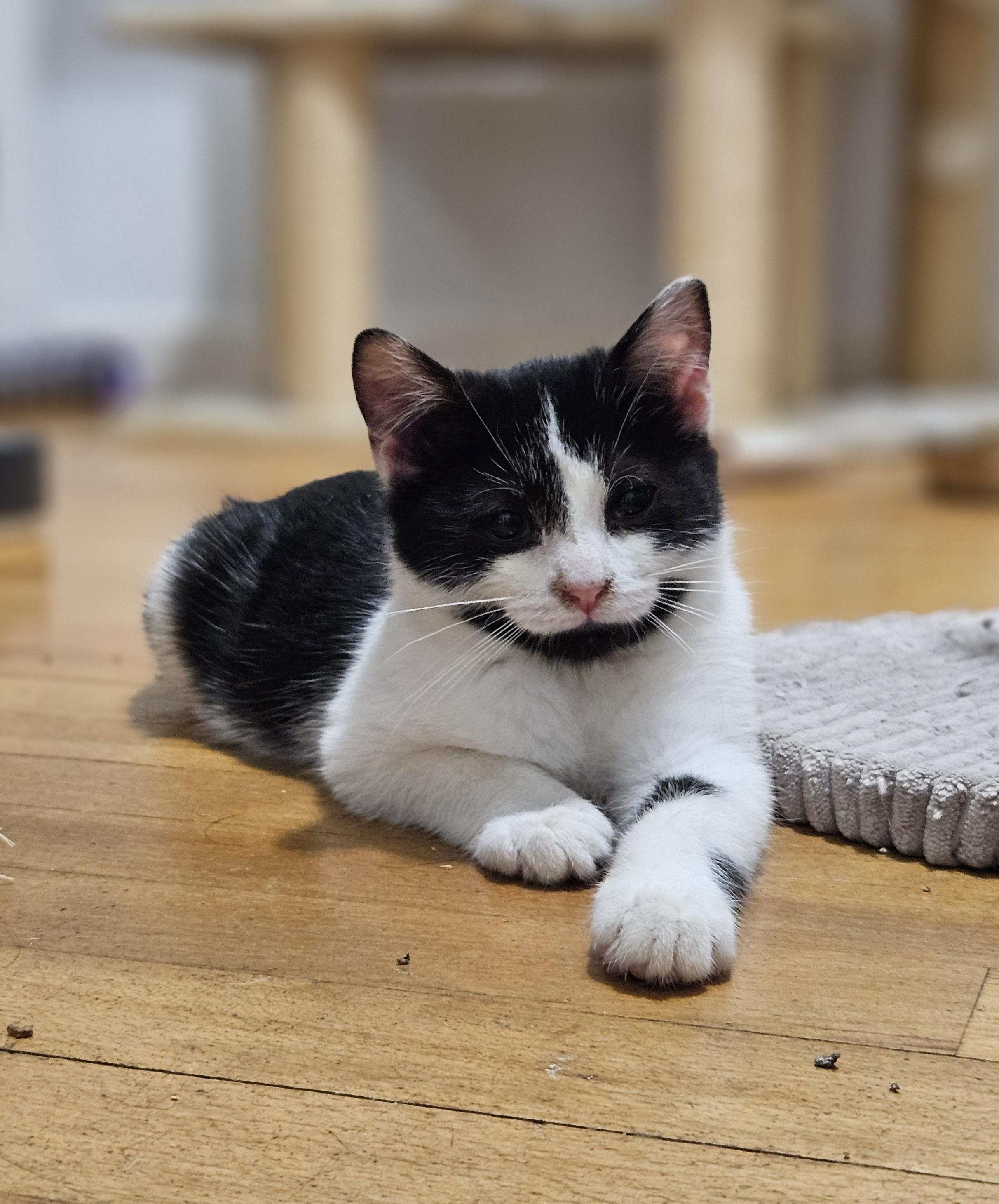 Enlarge Snowberry & Spruce, a ADOPTABLE Domestic Short Hair in Medfield, MA image 3/6