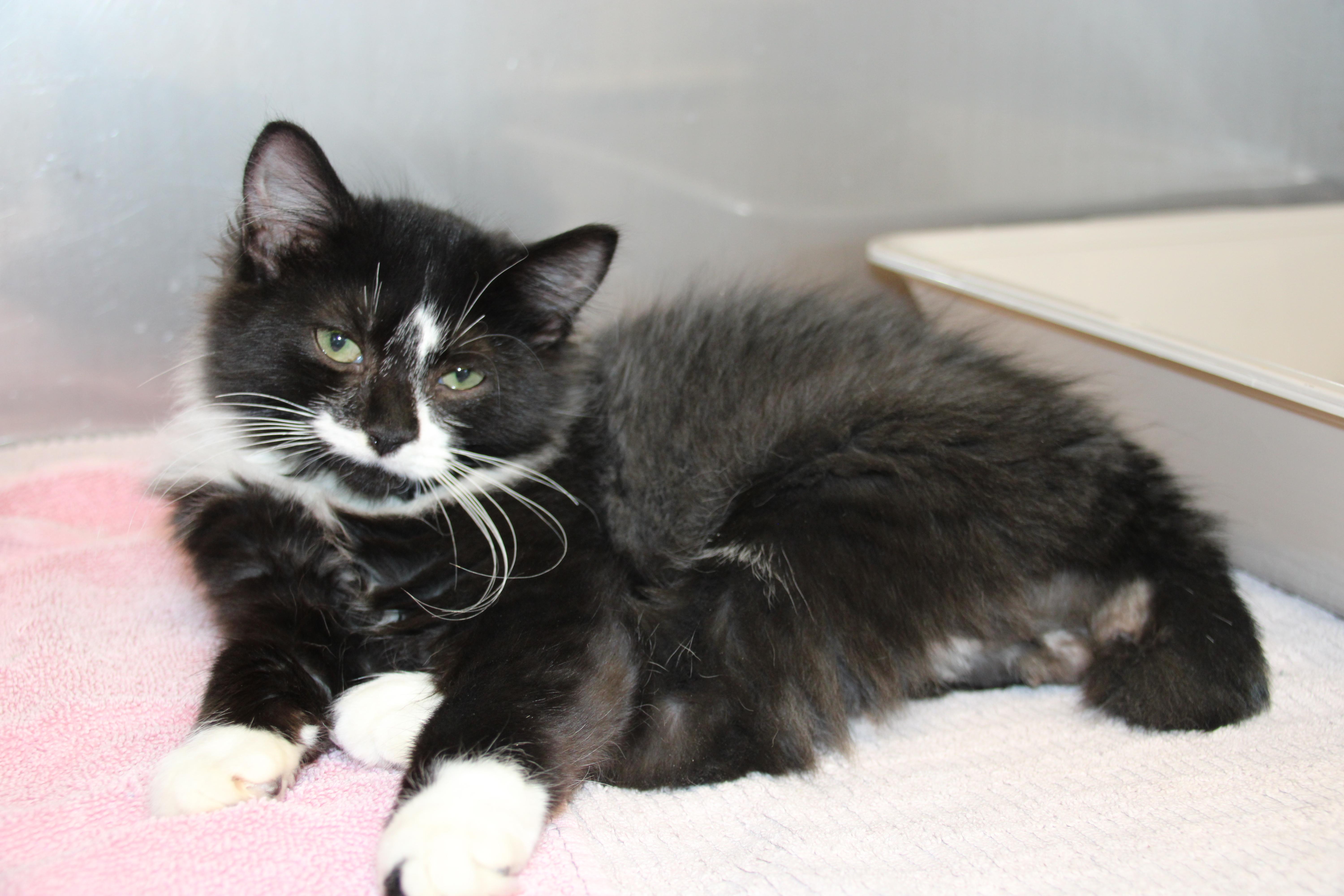 Enlarge Snowberry & Spruce, a ADOPTABLE Domestic Short Hair in Medfield, MA image 6/6