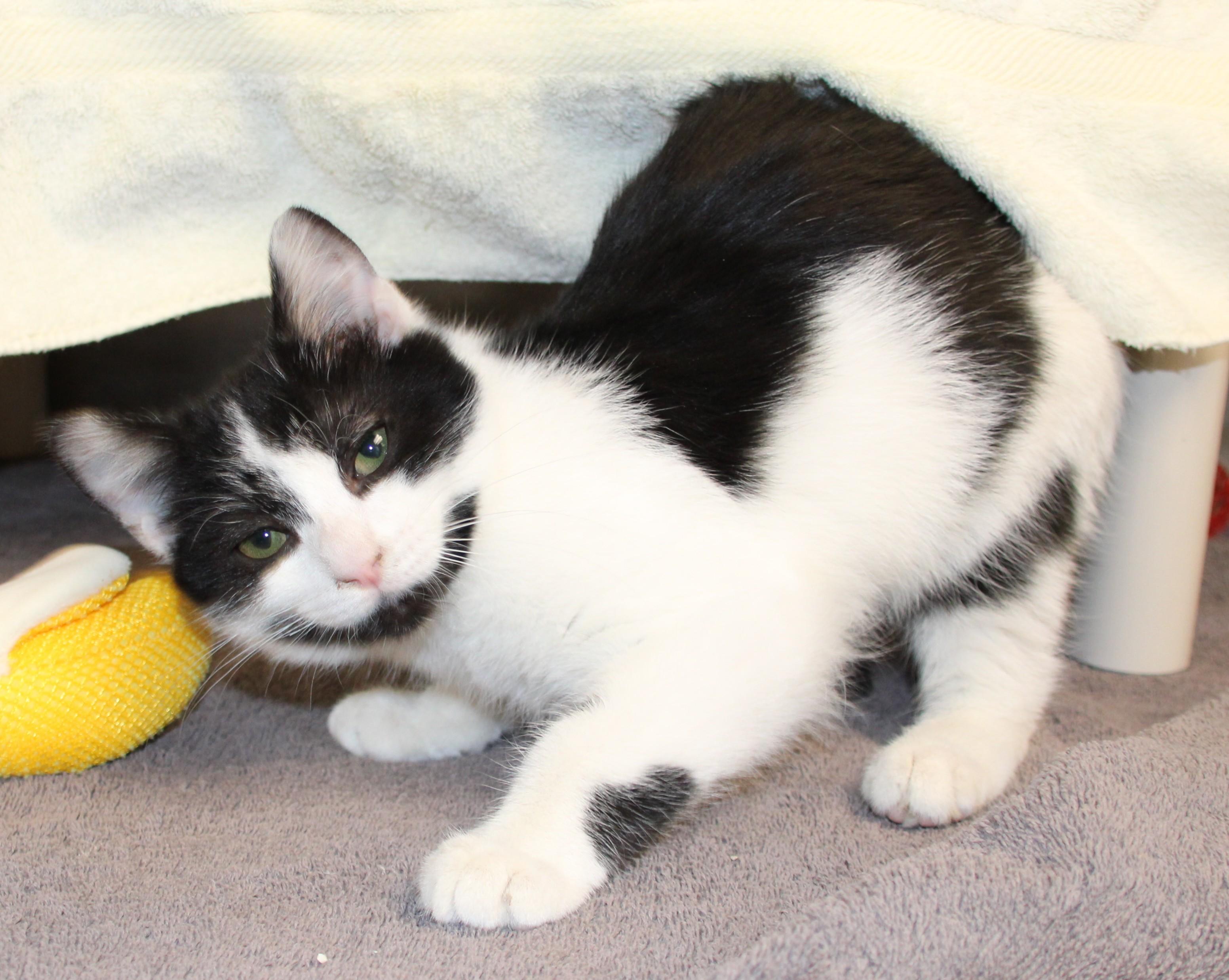 Enlarge Snowberry & Spruce, a ADOPTABLE Domestic Short Hair in Medfield, MA image 5/6