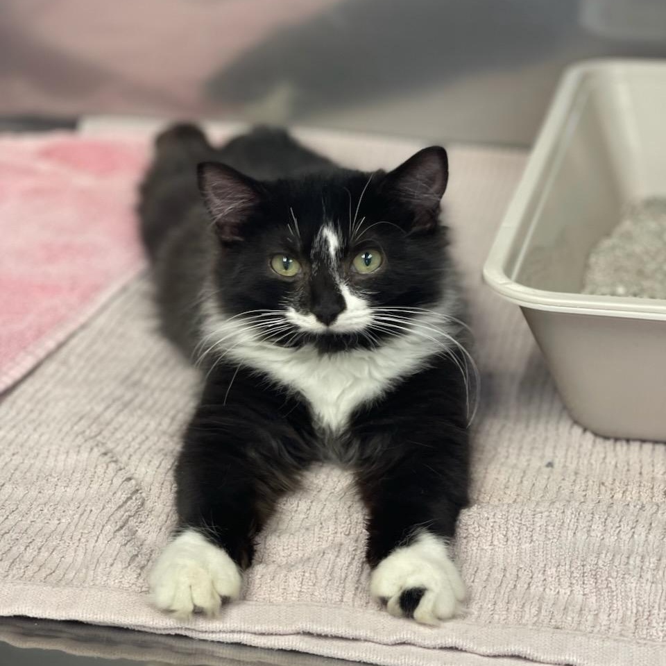 Enlarge Snowberry & Spruce, a ADOPTABLE Domestic Short Hair in Medfield, MA image 2/6