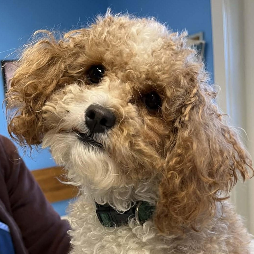 Curly, adopted, Young Male Miniature Poodle & Shih Tzu.