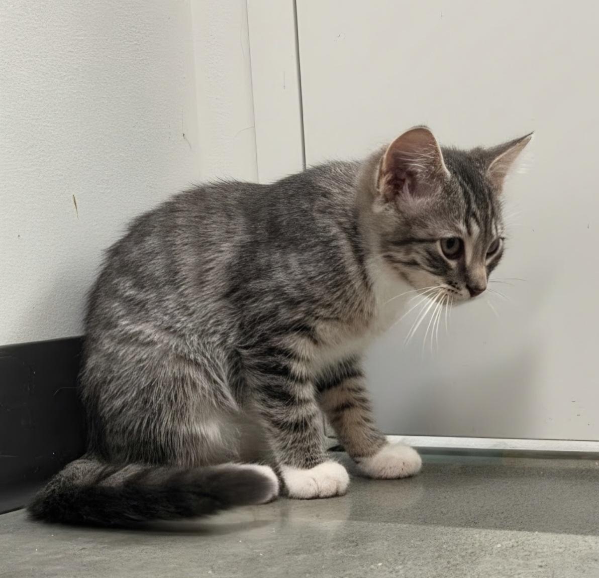 Doc, a ADOPTABLE Domestic Short Hair in Pocatello, ID image 3/6