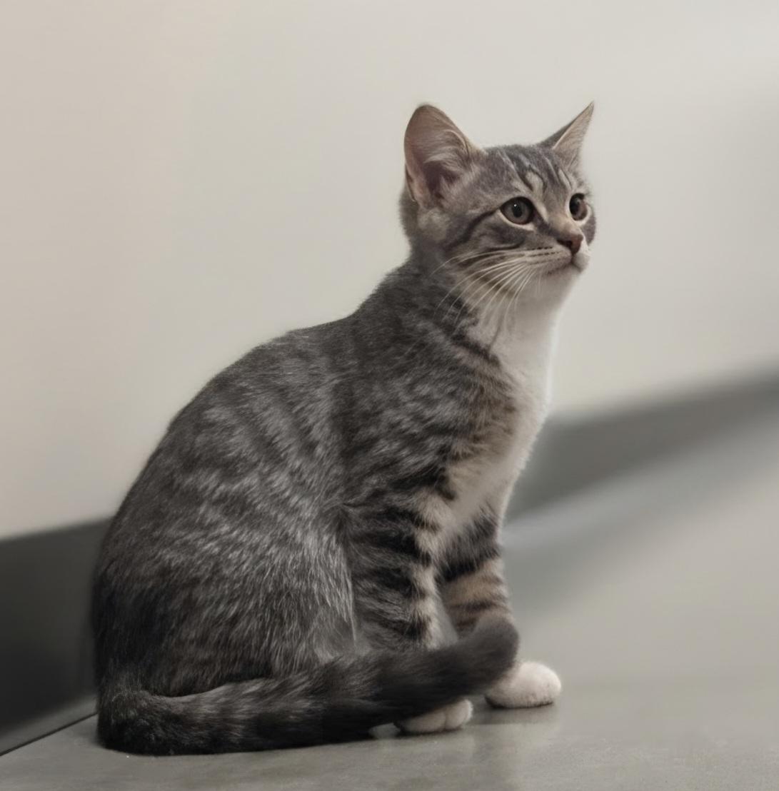 Doc, a ADOPTABLE Domestic Short Hair in Pocatello, ID image 4/6