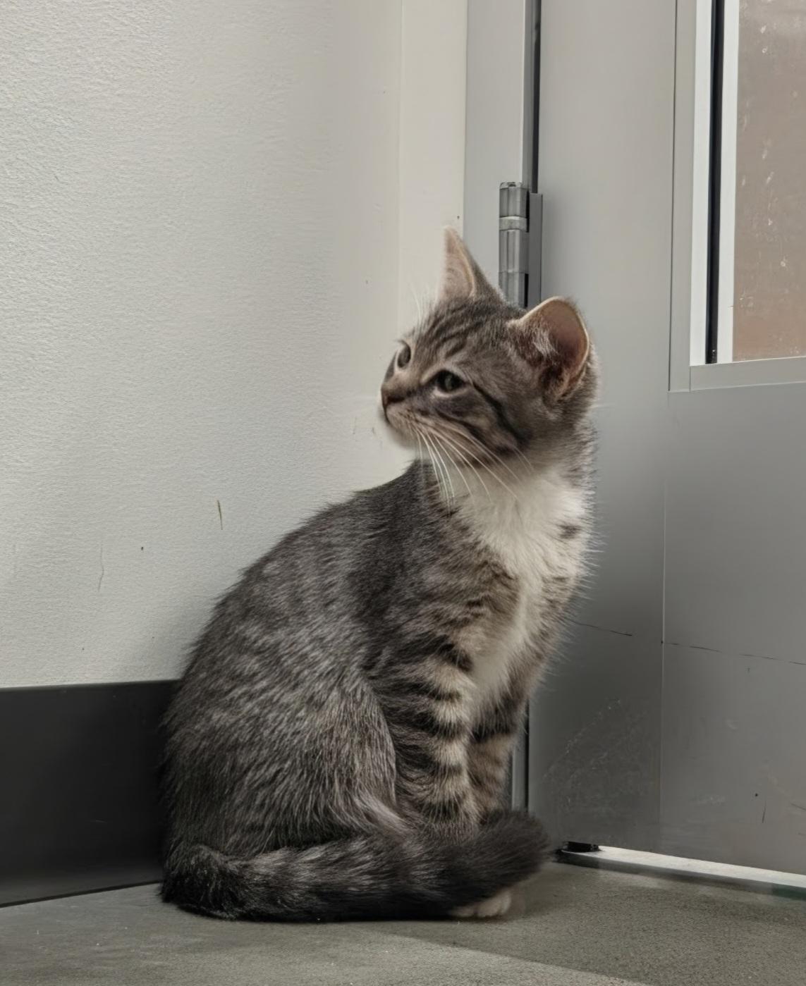 Doc, a ADOPTABLE Domestic Short Hair in Pocatello, ID image 6/6
