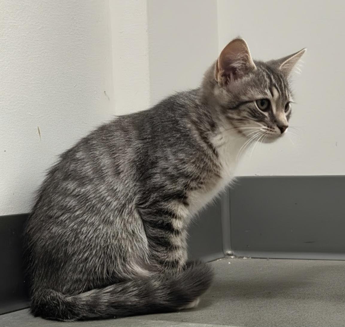 Doc, a ADOPTABLE Domestic Short Hair in Pocatello, ID image 2/6