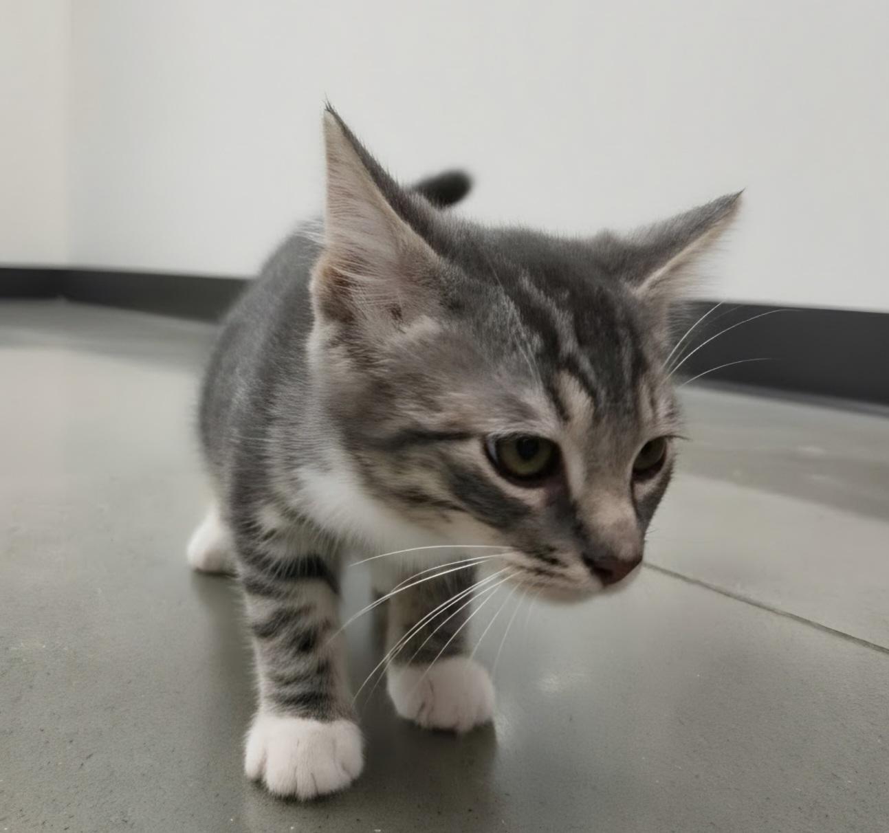 Doc, a ADOPTABLE Domestic Short Hair in Pocatello, ID image 5/6