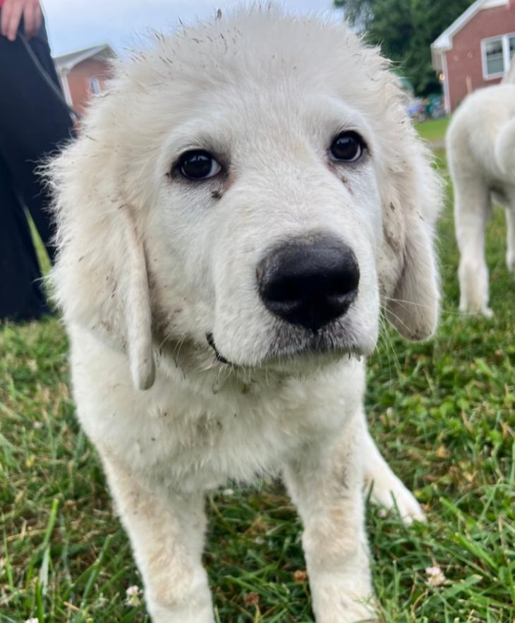 Juneau, adopted, Puppy Female Great Pyrenees.