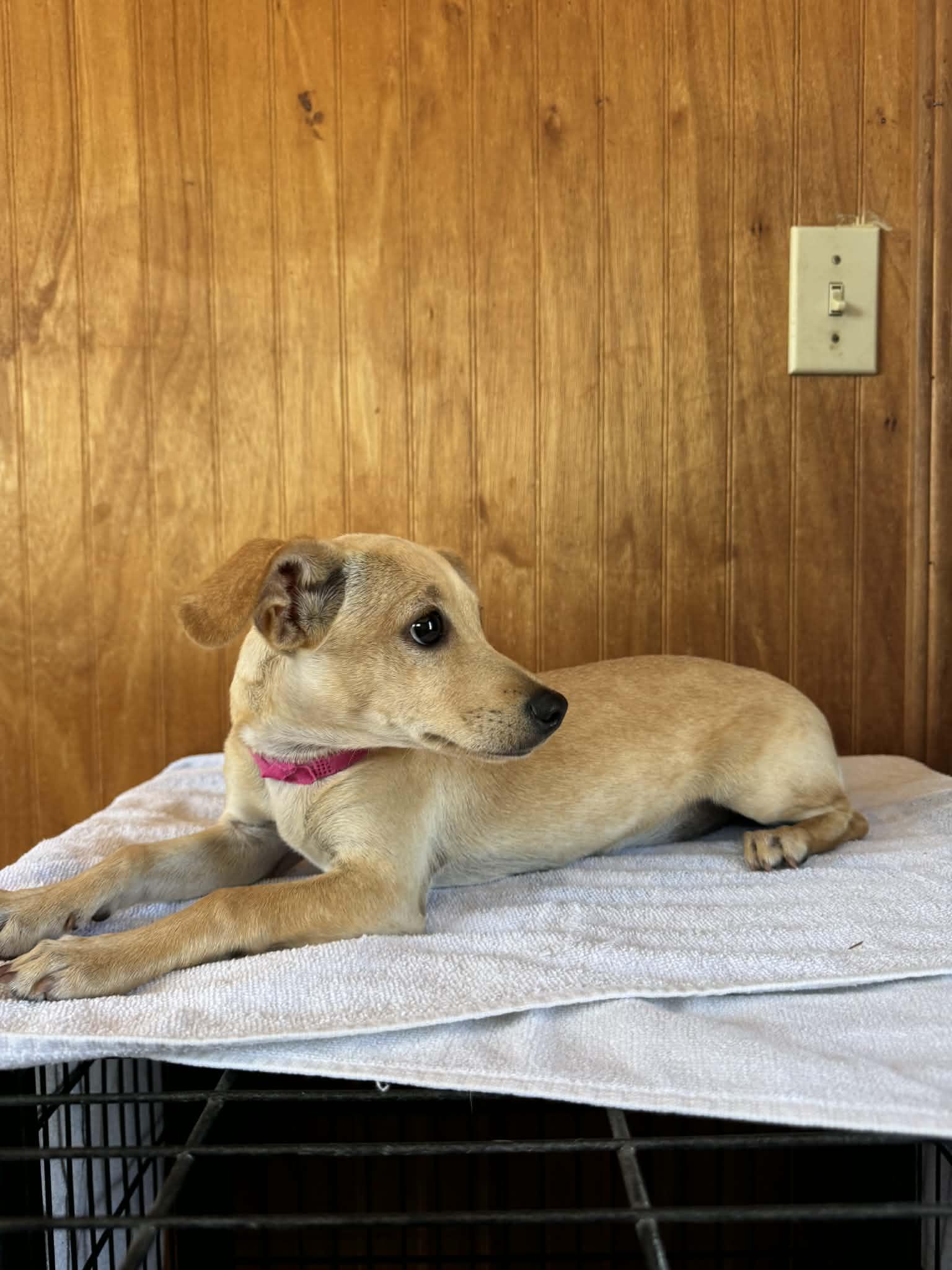 Enlarge Flower, a Adoptable mixed breed in Chicago, IL image 2/5