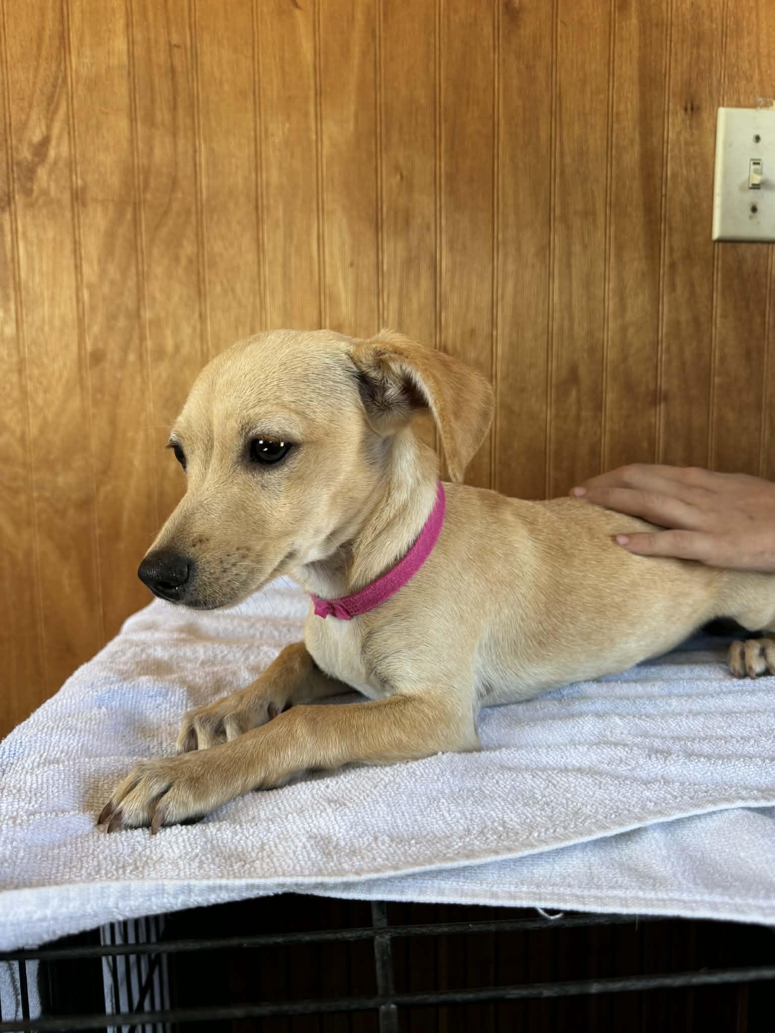 Flower, Adoptable, Puppy Female Dachshund.