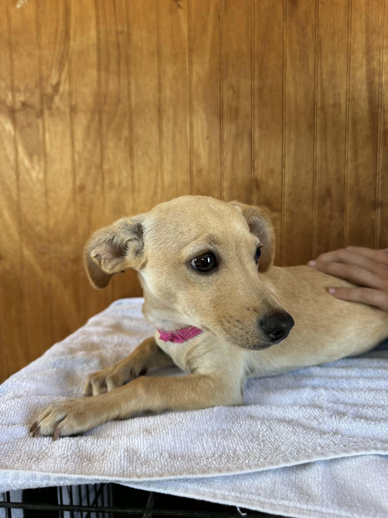Enlarge Flower, a Adoptable mixed breed in Chicago, IL image 3/5