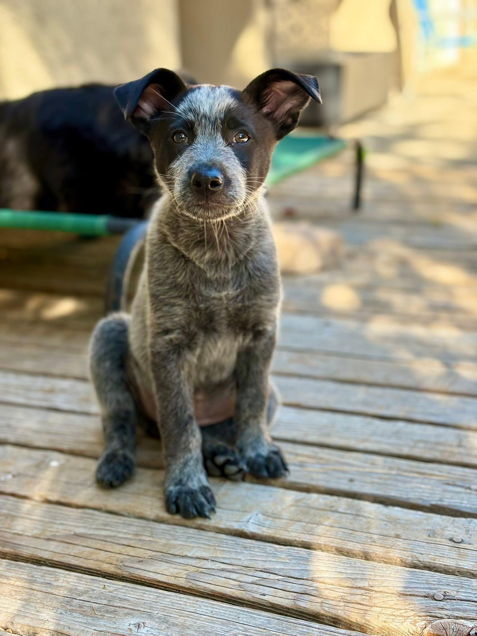 Brodie, Adopted, Puppy Male Australian Cattle Dog / Blue Heeler.