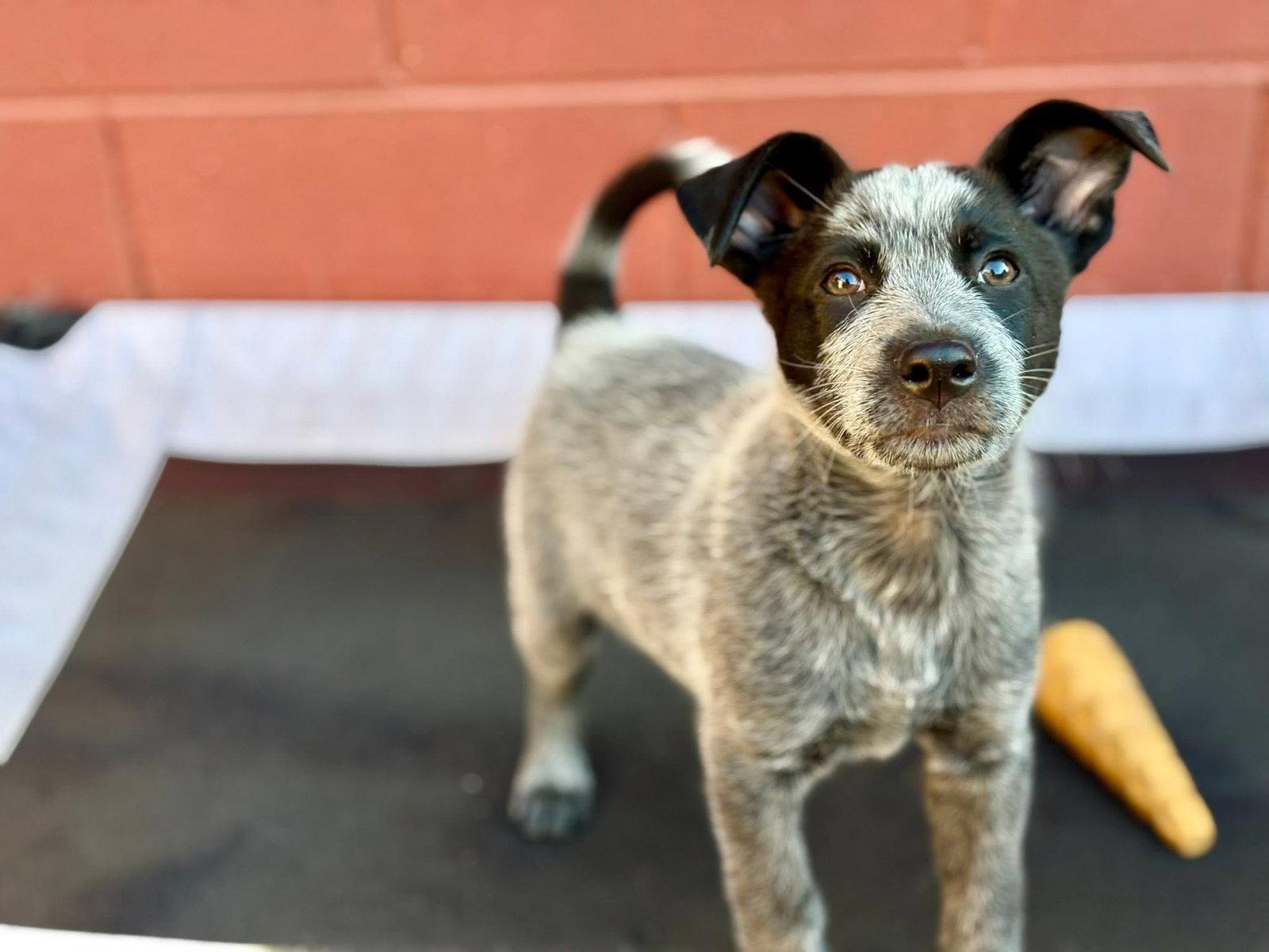 Brodie, a Adopted Australian Cattle Dog / Blue Heeler in Paso Robles, CA image 2/3