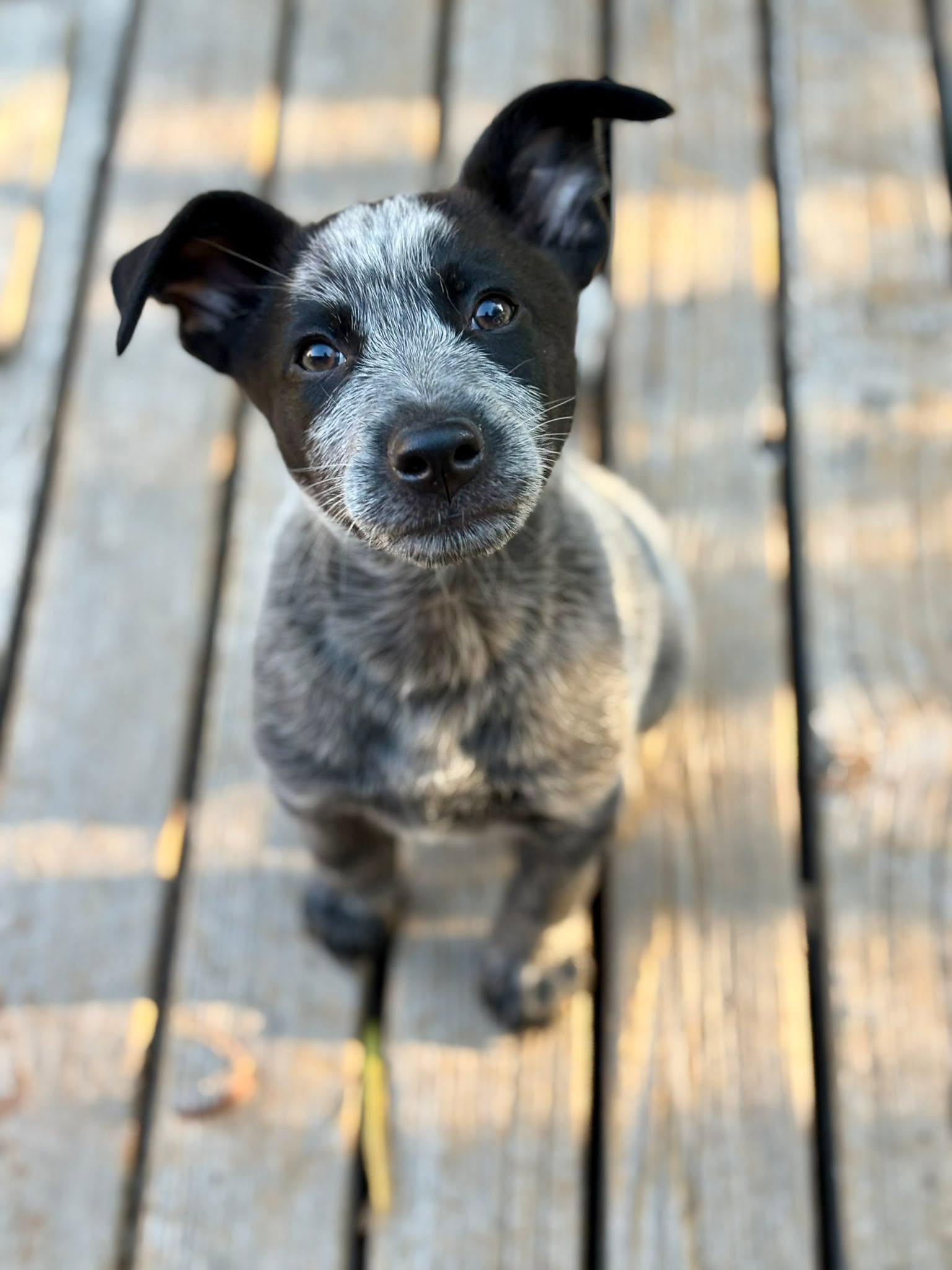 Brodie, a Adopted Australian Cattle Dog / Blue Heeler in Paso Robles, CA image 3/3