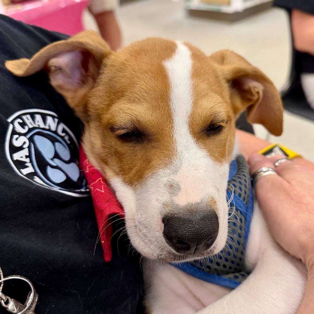 Jack, Adoptable, Puppy Male Hound & Mixed Breed.