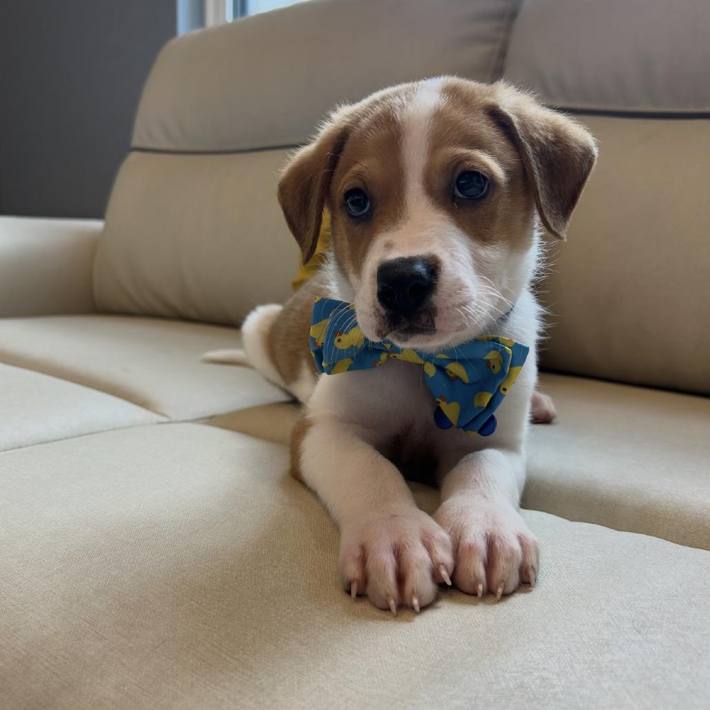 Enlarge Jack, a Adoptable mixed breed in Little Rock, AR image 1/1