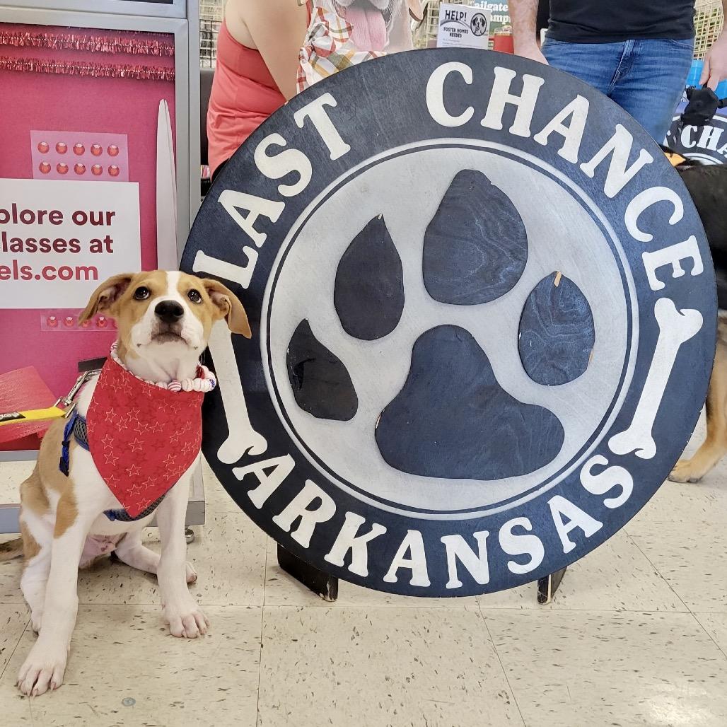 Enlarge Jack, a Adoptable mixed breed in Little Rock, AR image 3/6