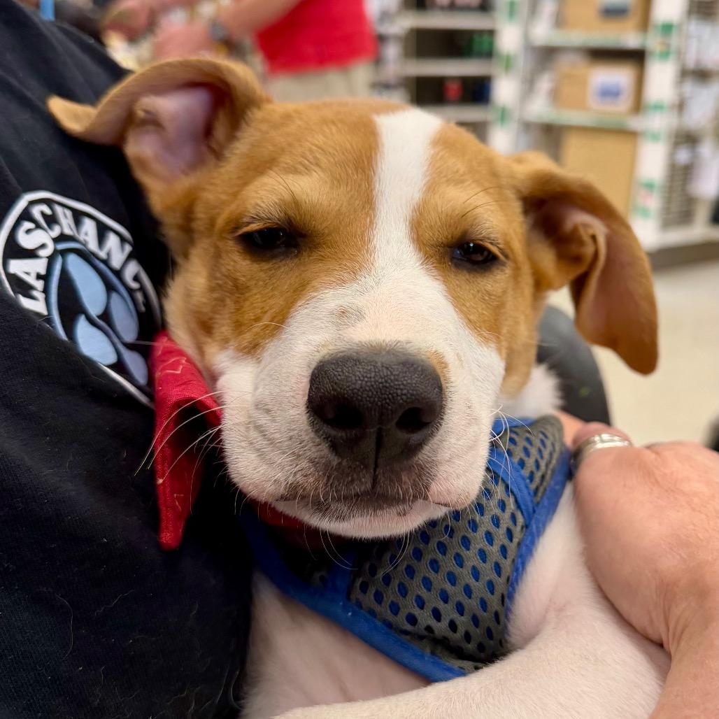 Enlarge Jack, a Adoptable mixed breed in Little Rock, AR image 4/6