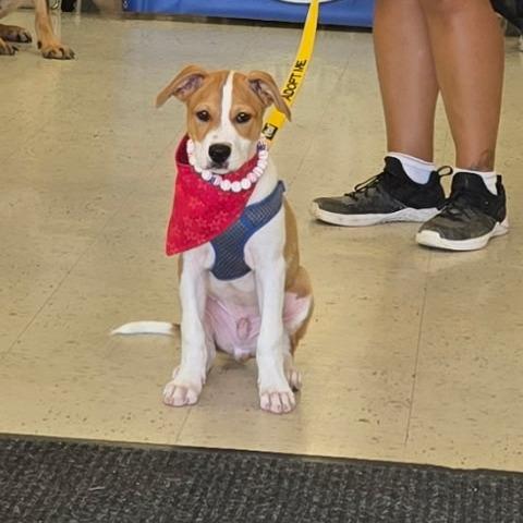 Enlarge Jack, a Adoptable mixed breed in Little Rock, AR image 4/6