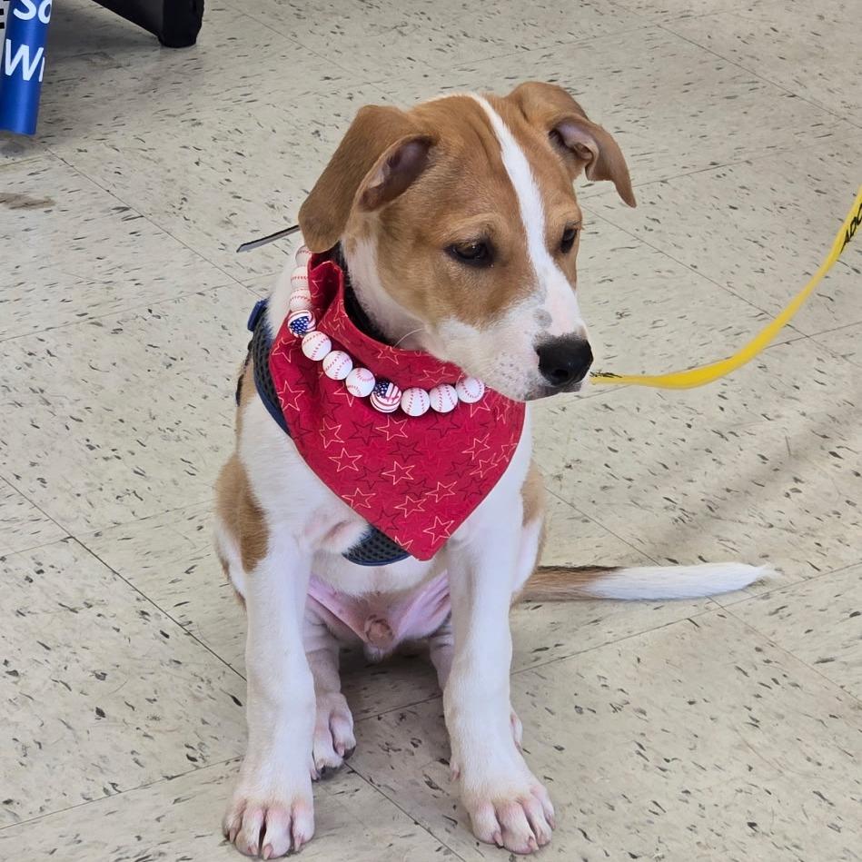 Jack, a Adoptable mixed breed in Little Rock, AR image 5/6