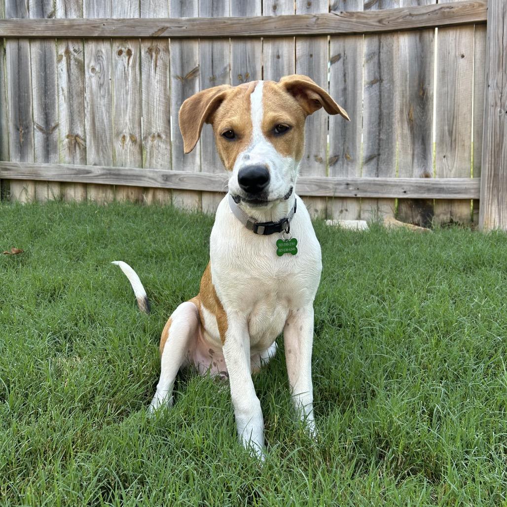 Enlarge Jack, a Adoptable mixed breed in Little Rock, AR image 6/6