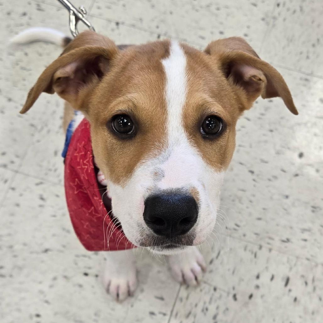 Enlarge Jack, a Adoptable mixed breed in Little Rock, AR image 6/6